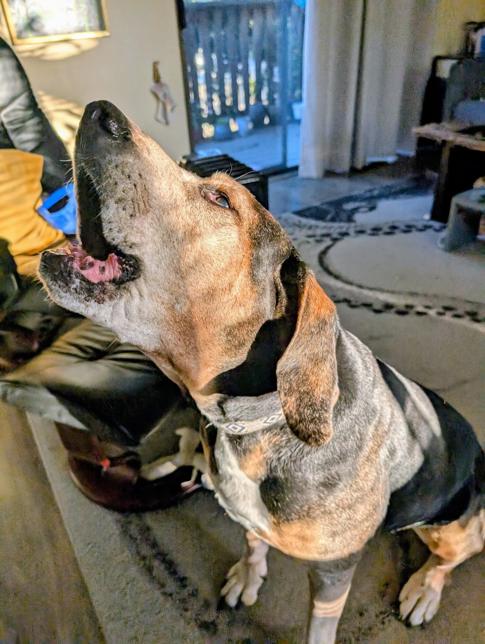 How to Survive Movie Night with a TV-Reactive Dog