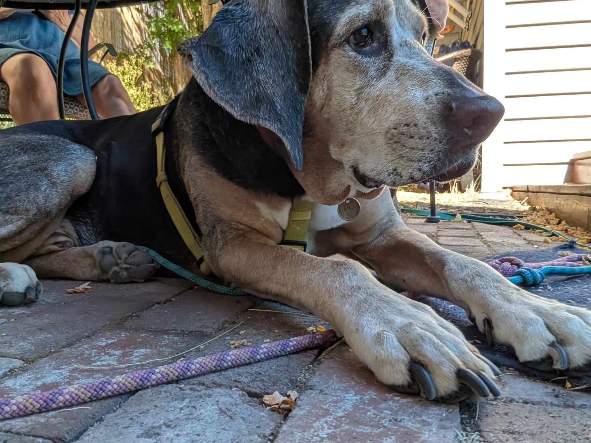 The 8 Things That Trigger TV-Reactive Dogs (And How to Skip Them)