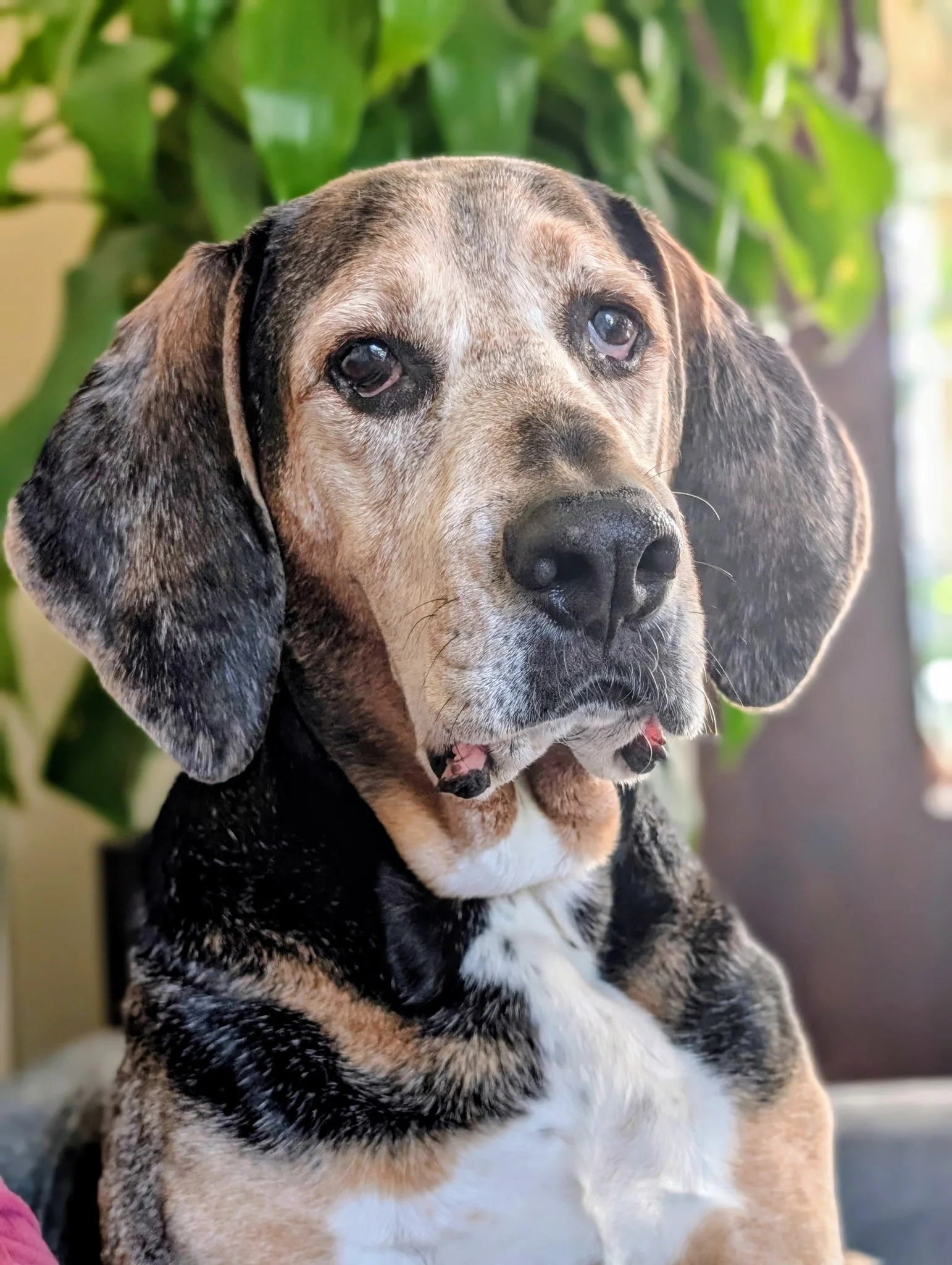 Why Your Dog Won't Stop Barking at the TV (And Why I Refuse to Use Shock Collars to Fix It)