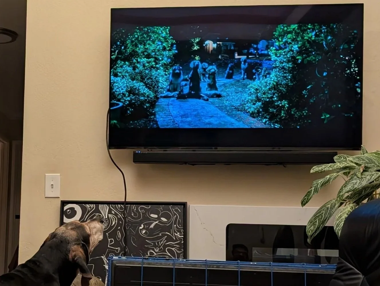 An image of coonhound watching tv up close and personal