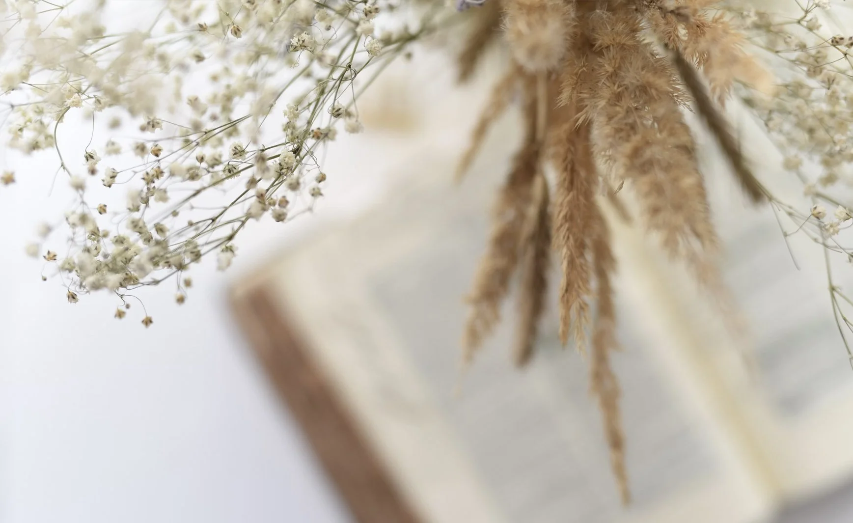 Close-up of dried beige grasses and small white flowers against a soft-focused background.