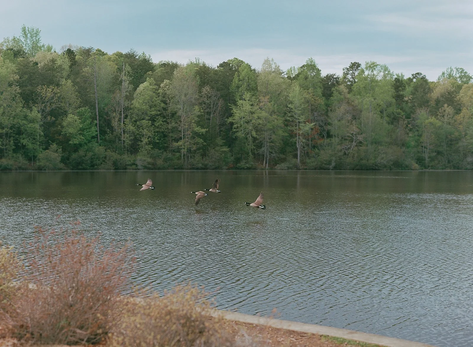 Charlotte_Park_Fig_Tree_Wedding_Filmweddingphotographer_Wedding_105.jpg
