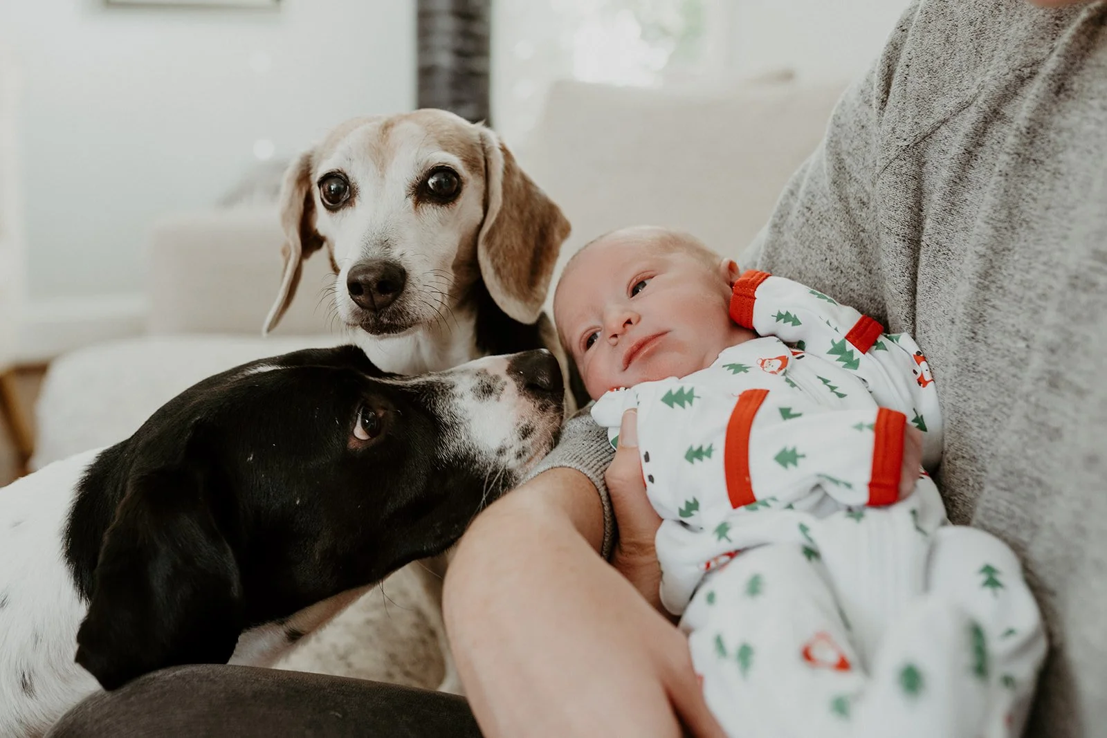  This is an image of someone holding their newborn baby during a newborn photo shoot. Their two dogs are cuddling them as well. One dog is sniffing the baby and the other is looking into the camera. 