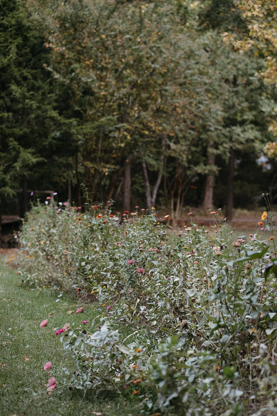 wildflowers at shakori hills festival grounds