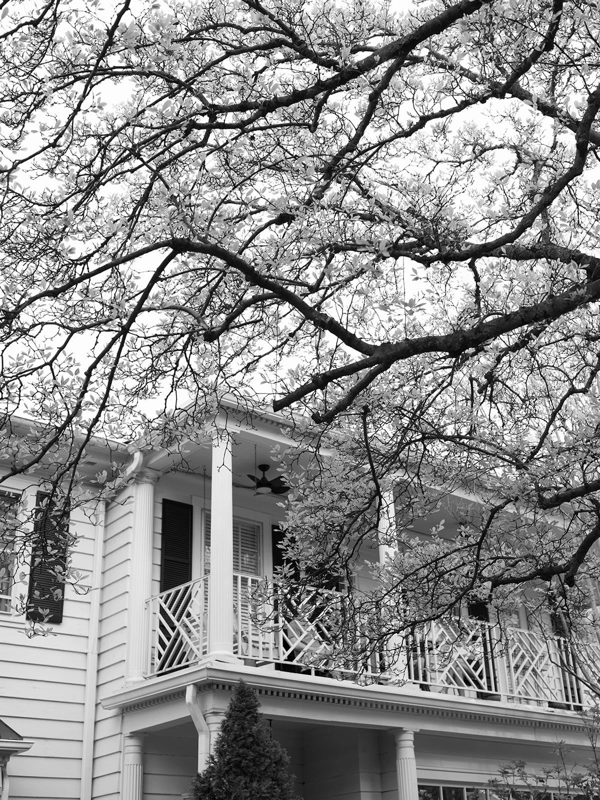 English_Garden_Wedding_Charlotte_-355.jpg