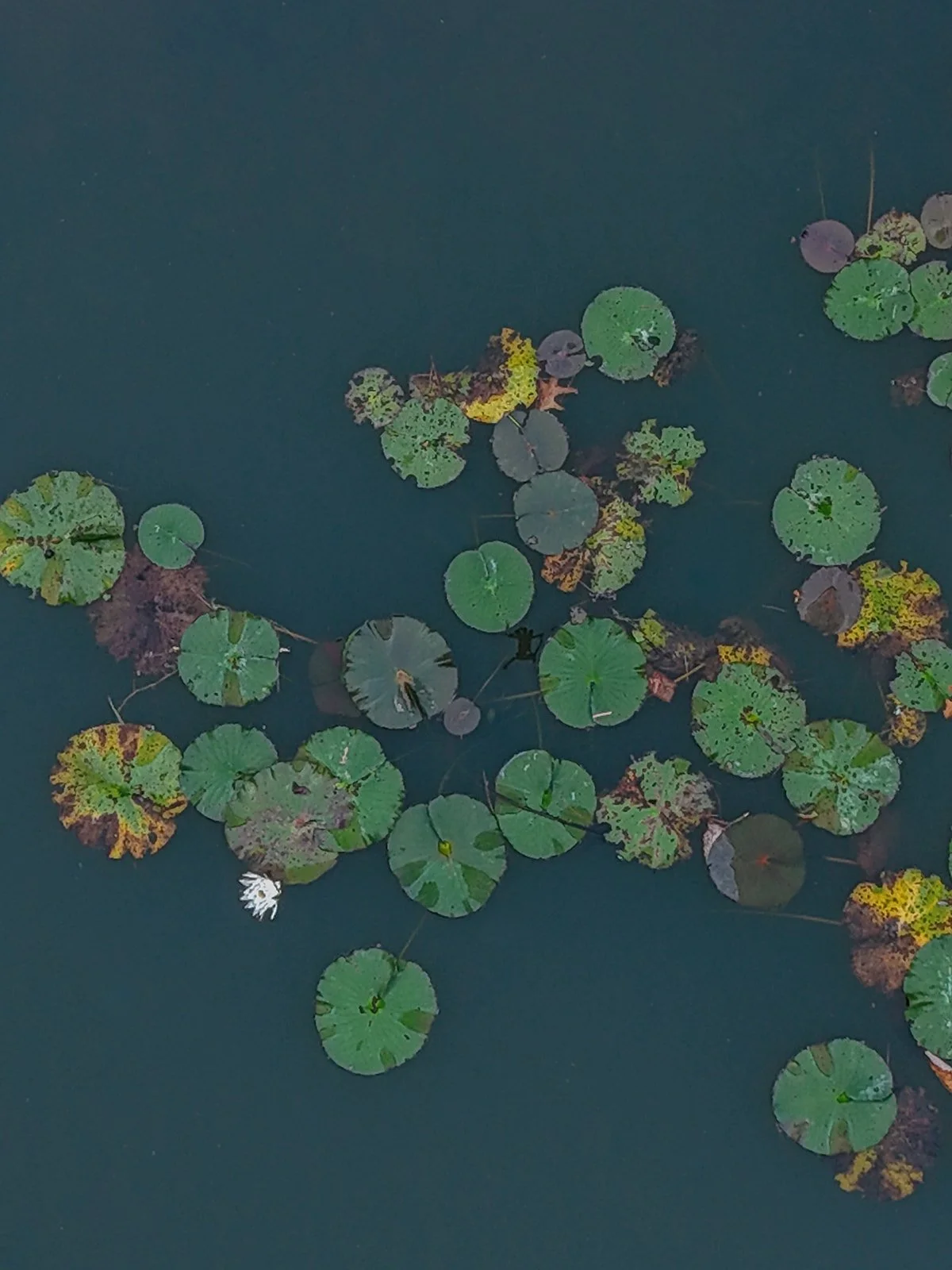 DJI_20260926192604_0008_D_websize.jpg