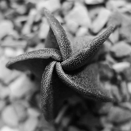 50x50starfish.jpg