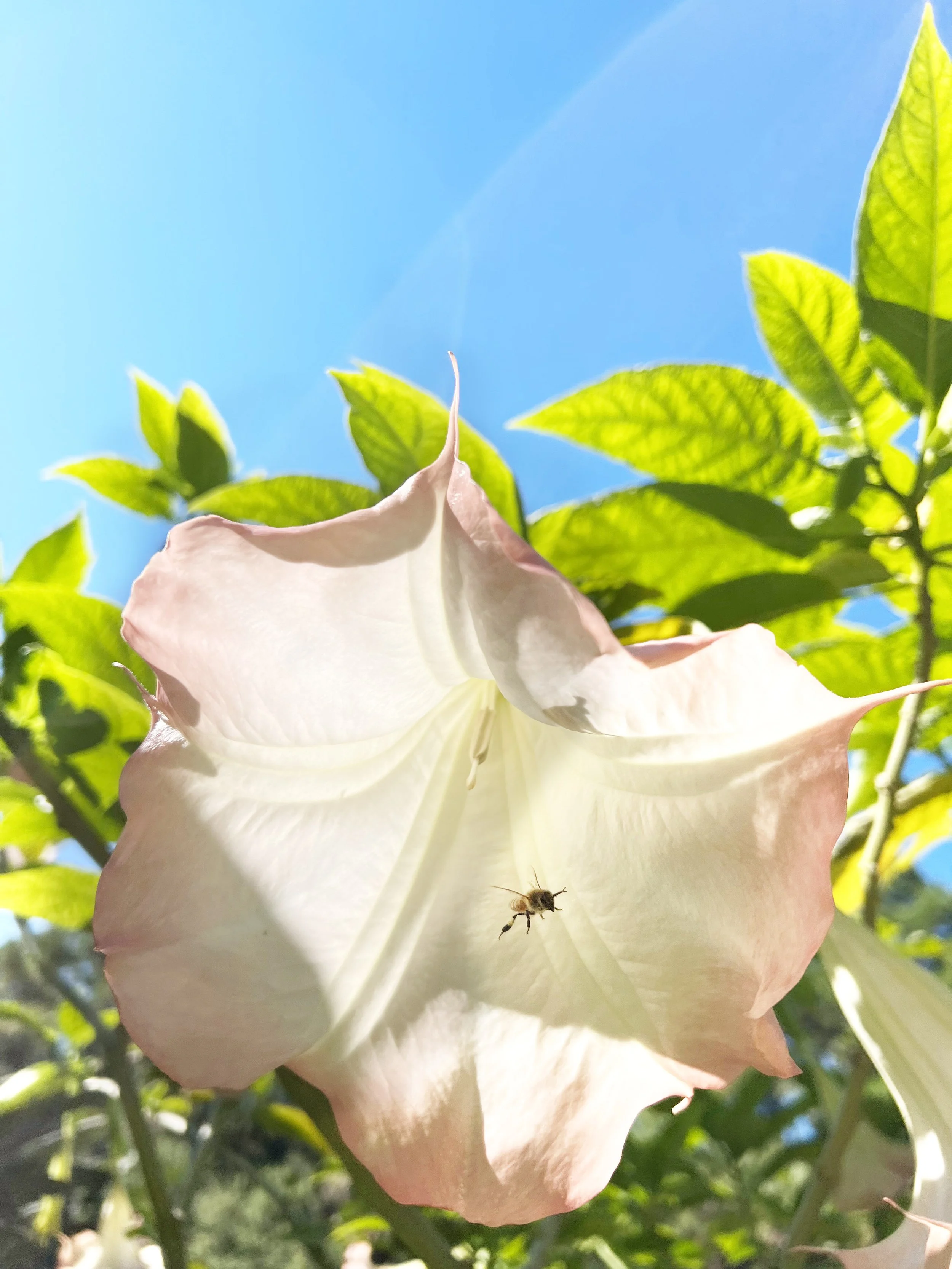 anglTptBee.jpg