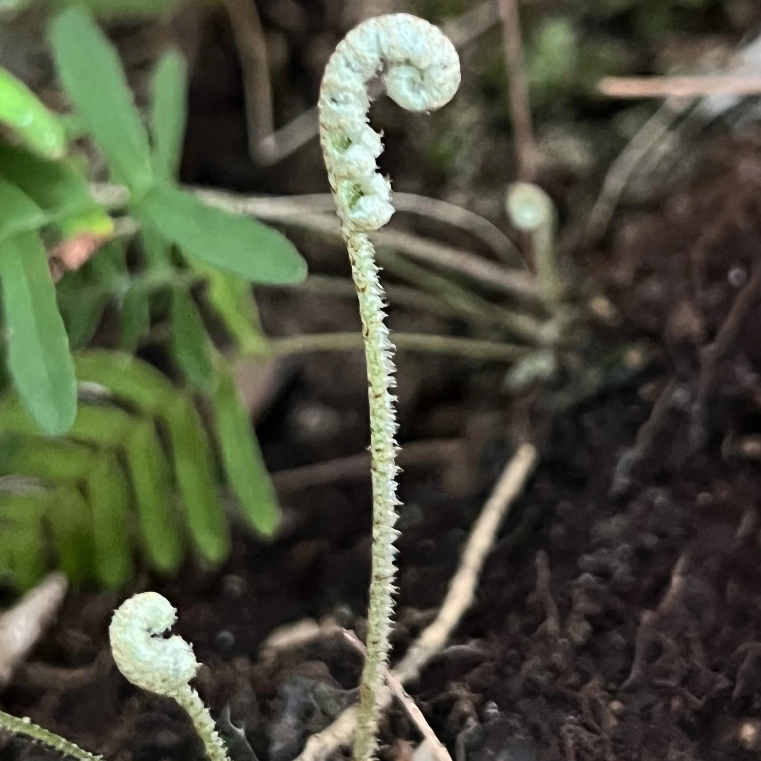 fern.jpg