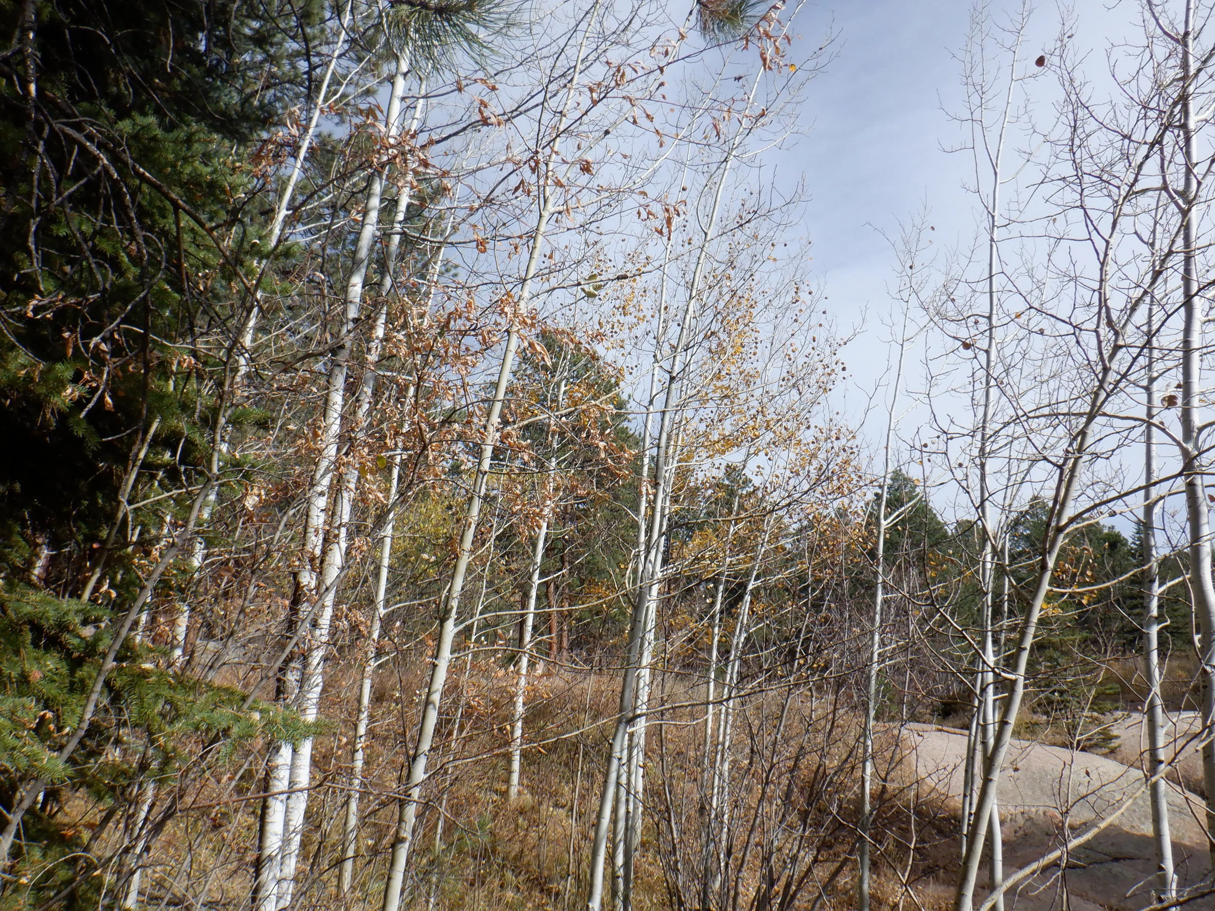 Getting Out of Your Head on the Trail
