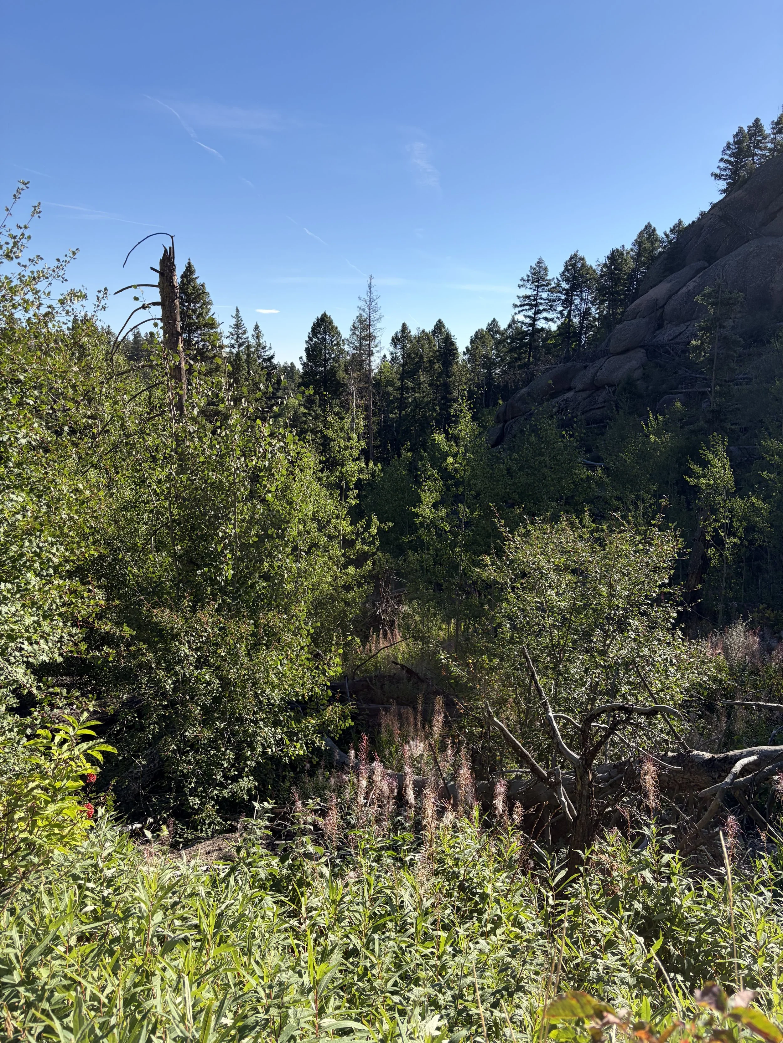 IMG_5645.jpeg