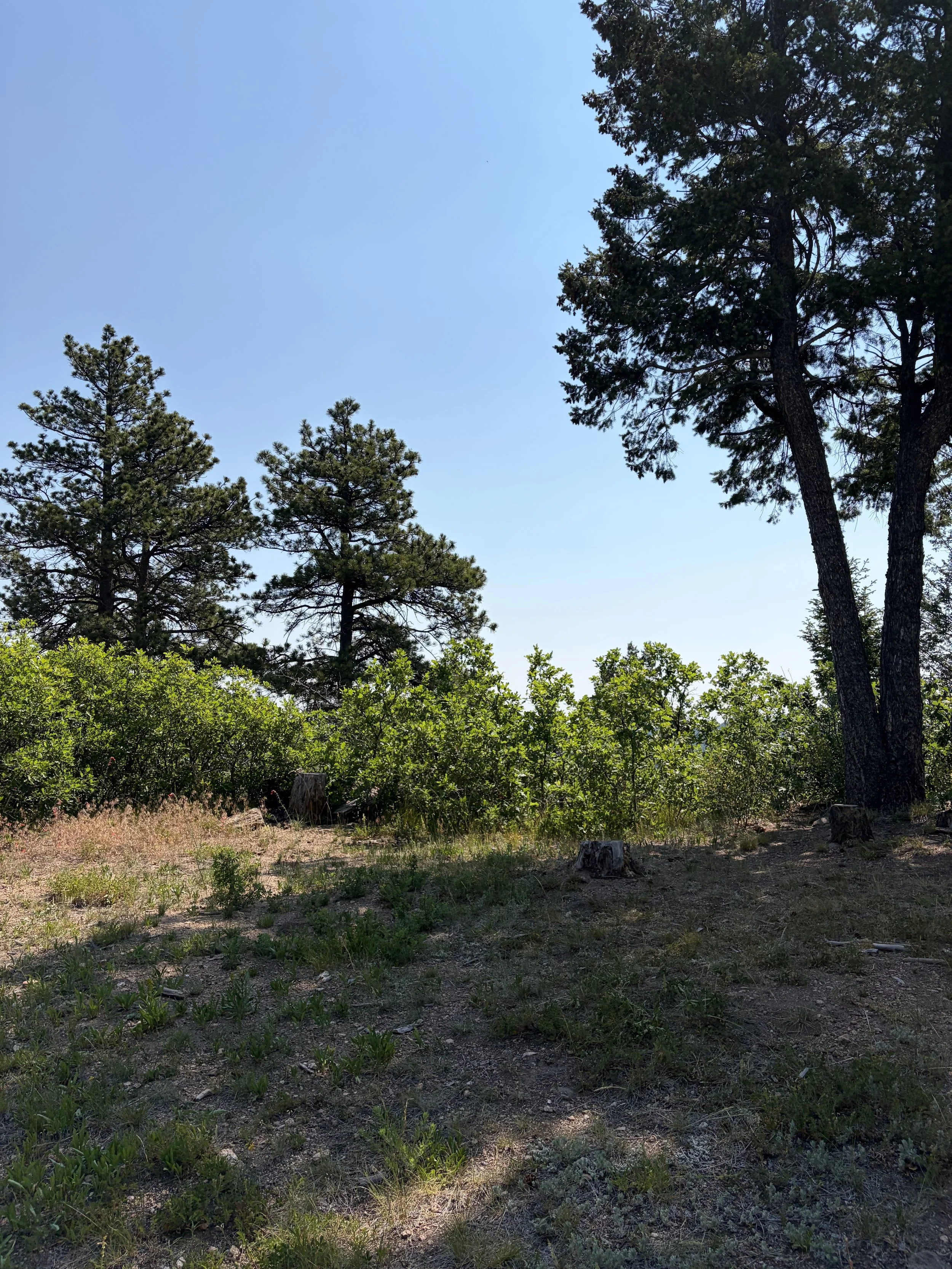 IMG_5018.jpeg