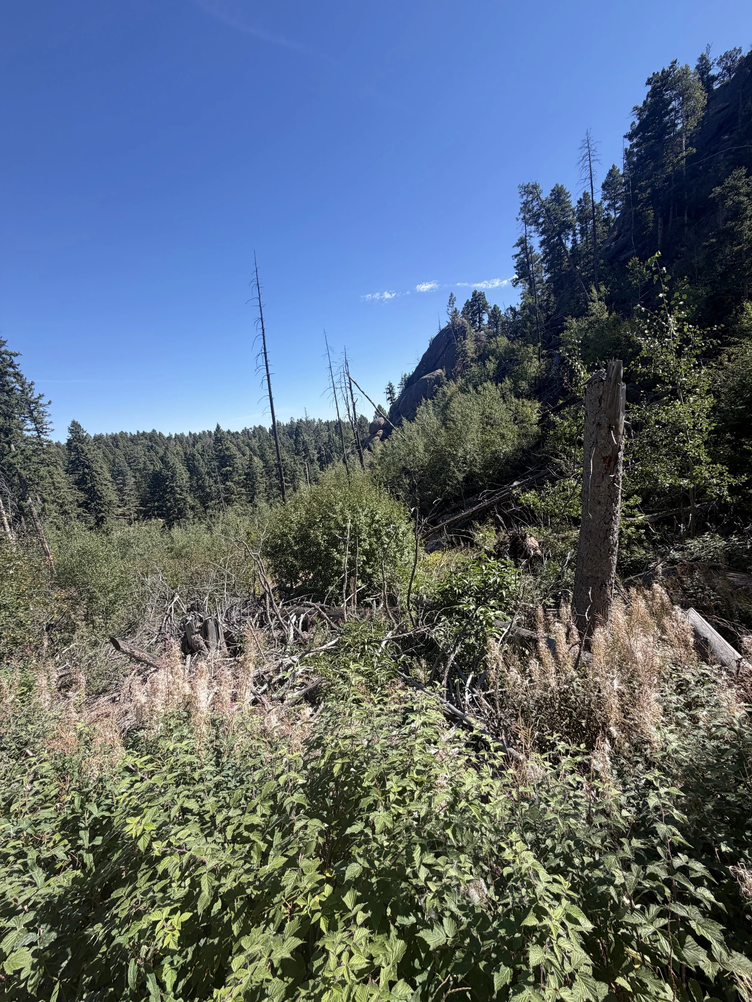 IMG_5743.jpeg