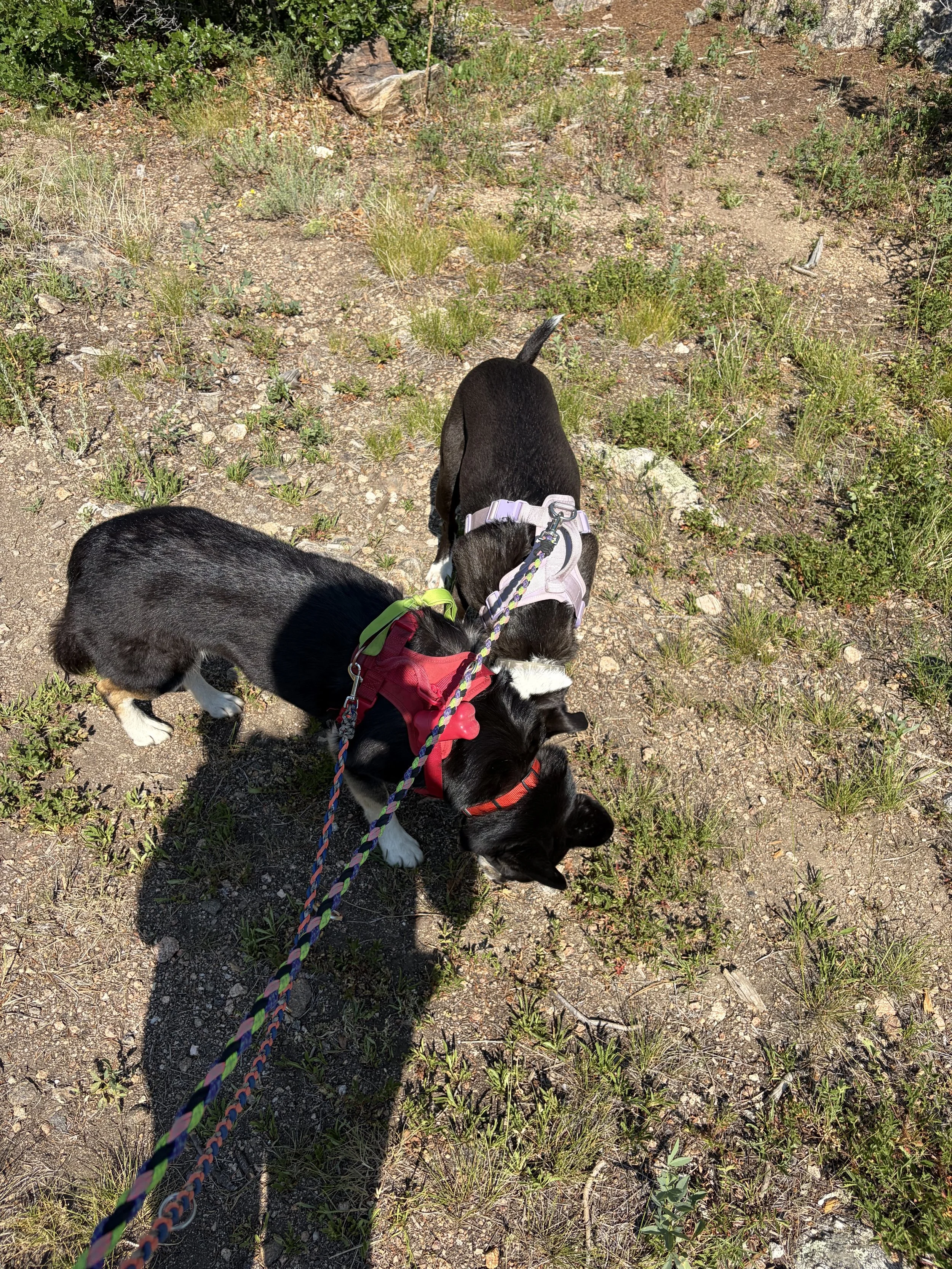 IMG_5017.jpeg