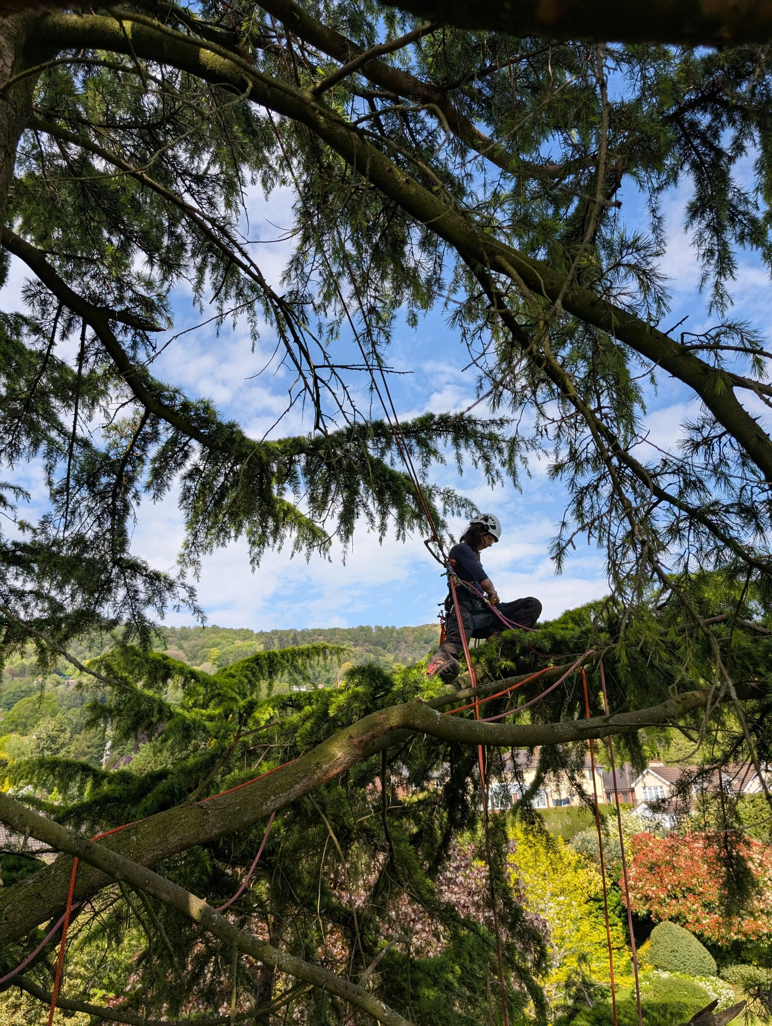 Use of Chainsaw from a rope and harness