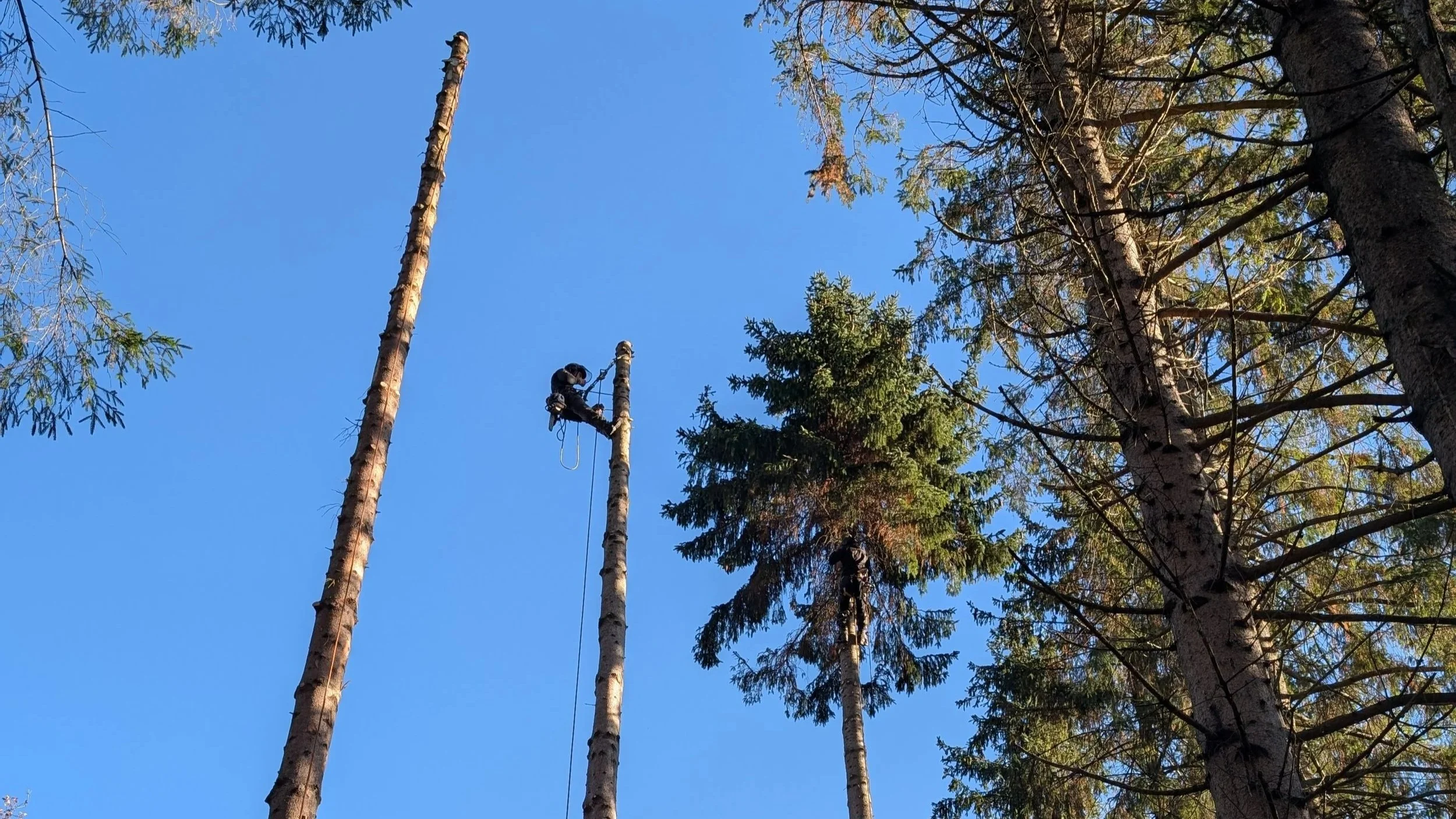A person climbing a tall tree with safety gear and ropes, surrounded by other trees with green and brown foliage under a clear blue sky.