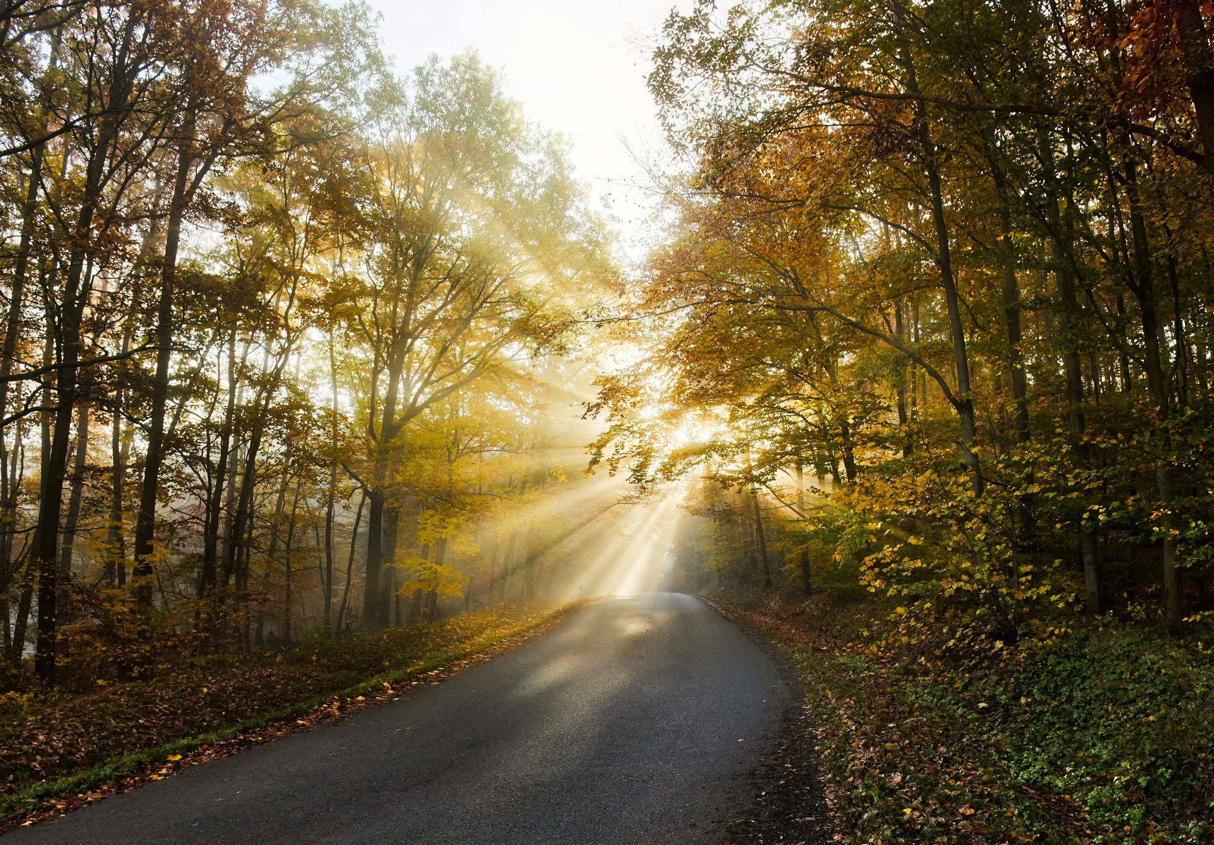 A scenic forest path during sunrise in autumn, with sunlight filtering through colorful fall leaves.