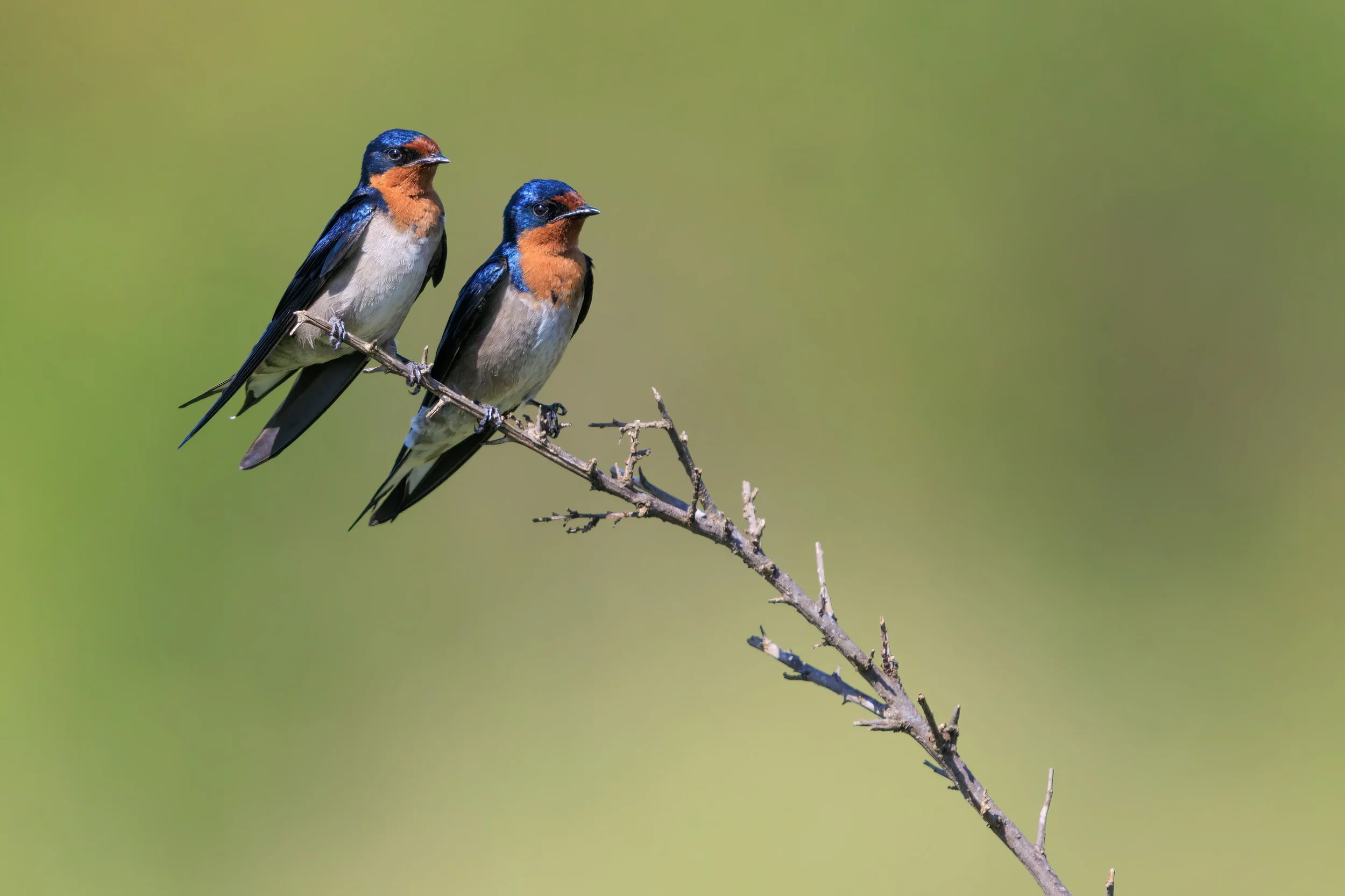 Two colorful birds with black, blue, and orange feathers perched on a thin, leafless branch against a blurred green background.