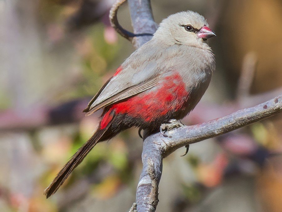 A small bird with pale beige and gray feathers, with red markings on its belly and wings, perched on a tree branch.