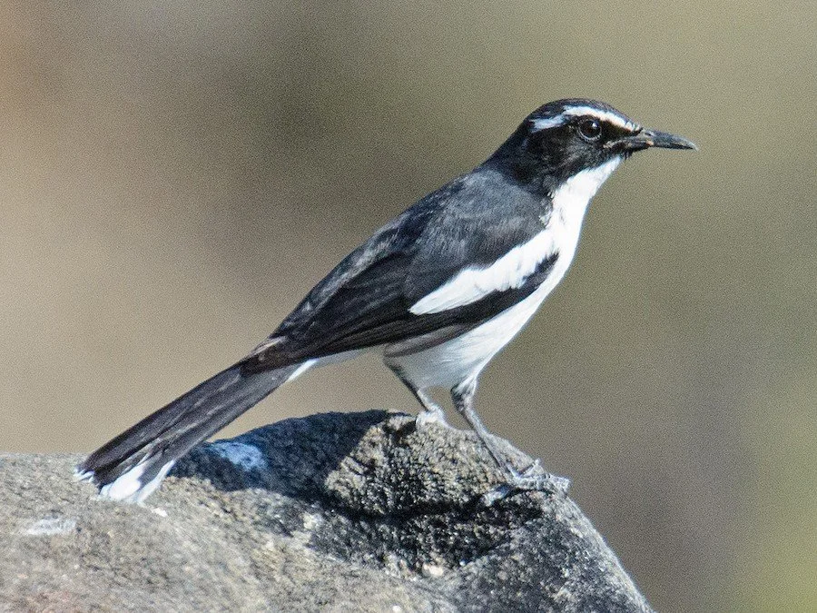 Black and white bird perched on a rock with a blurred background.