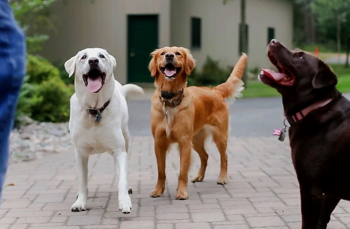 Companions