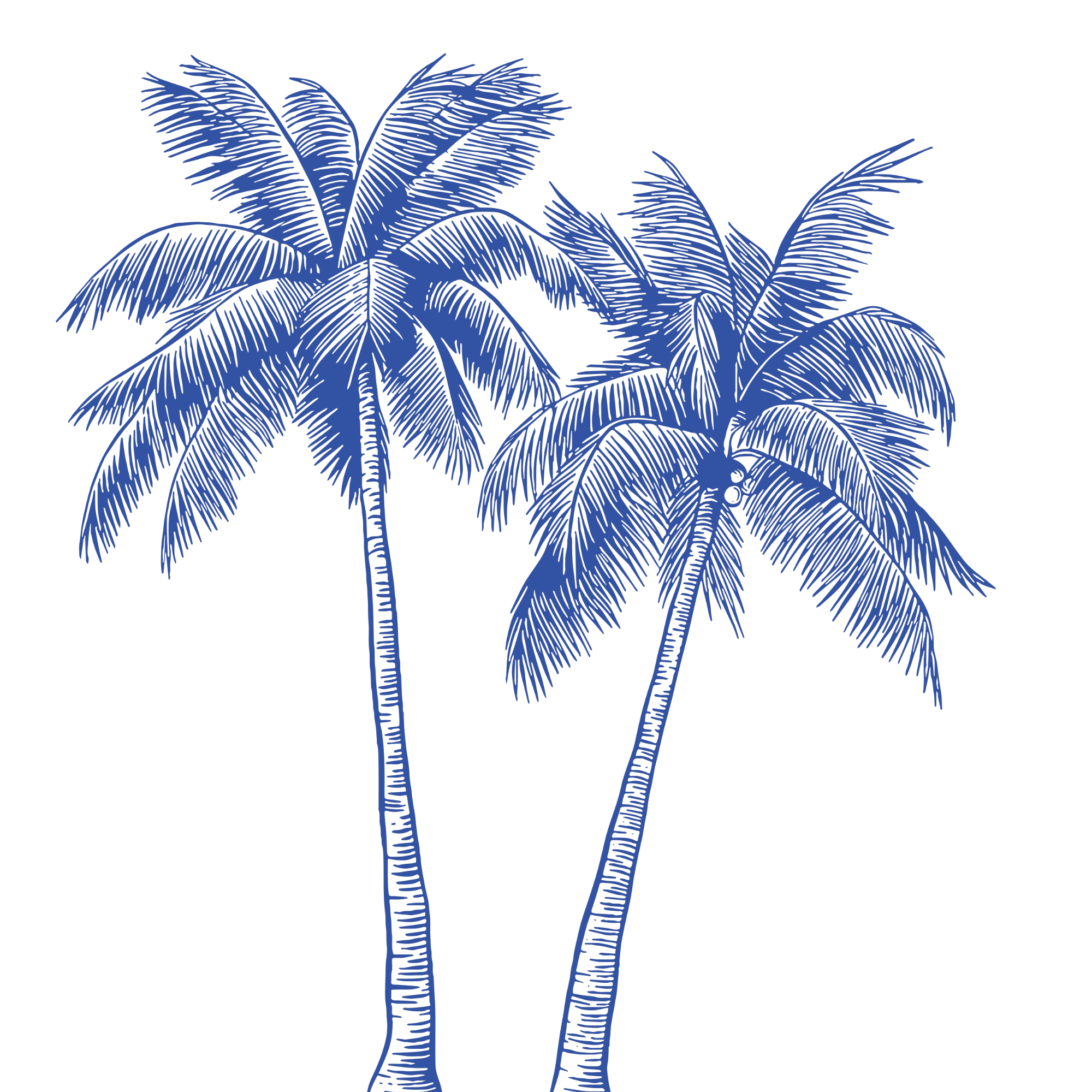 Outline drawing of palm trees