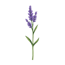 A sprig of lavender with purple flowers and green leaves