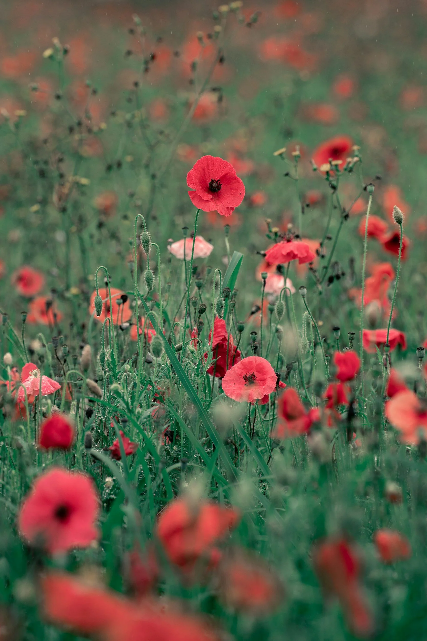 A field of red poppies with one poppy in focus in the foreground and the rest blurred in the background.