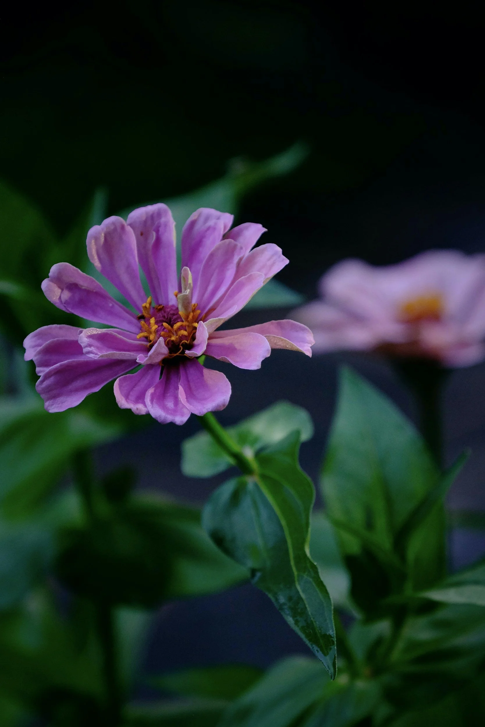 Close-up of a pink and purple flower with yellow and brown stamens, surrounded by green leaves against a dark background.