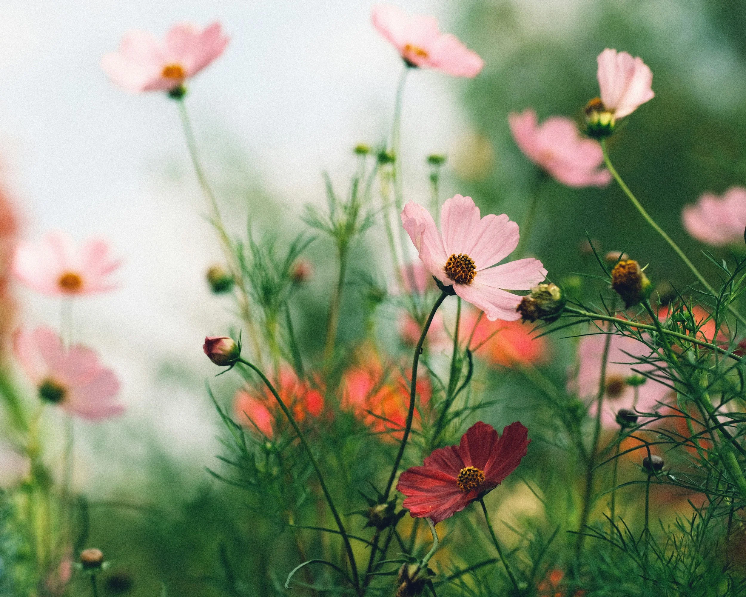 Close-up of pink and red cosmos flowers with green foliage in a natural outdoor setting.
