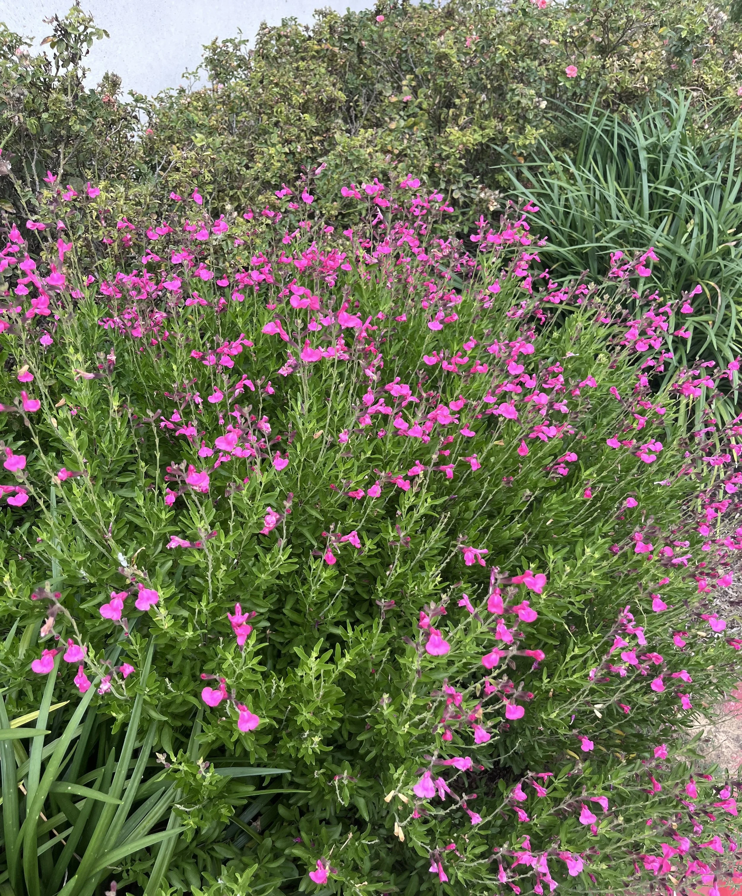 Pink flowers blooming amidst green foliage in a garden.