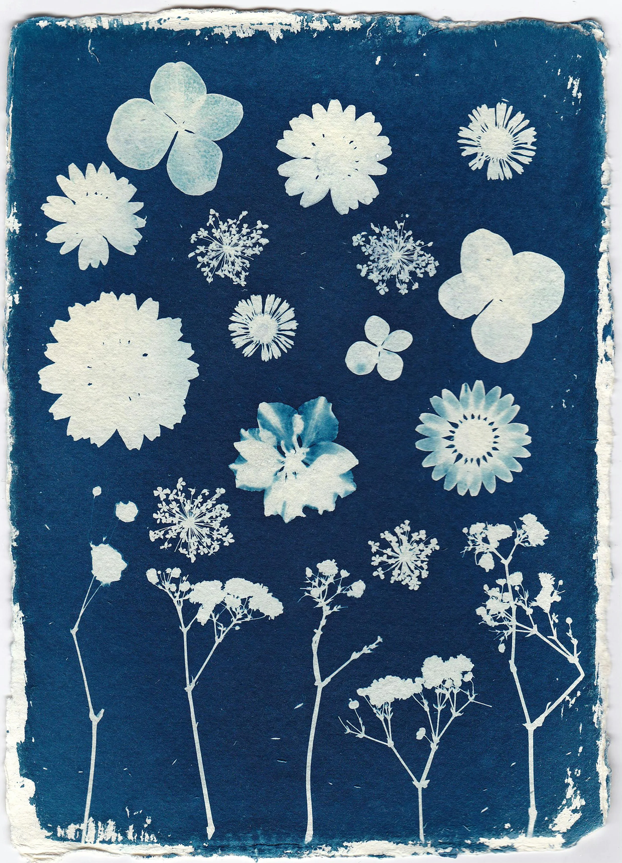 Silhouette of various white flowers and plants against a blue background in a botanical print style.