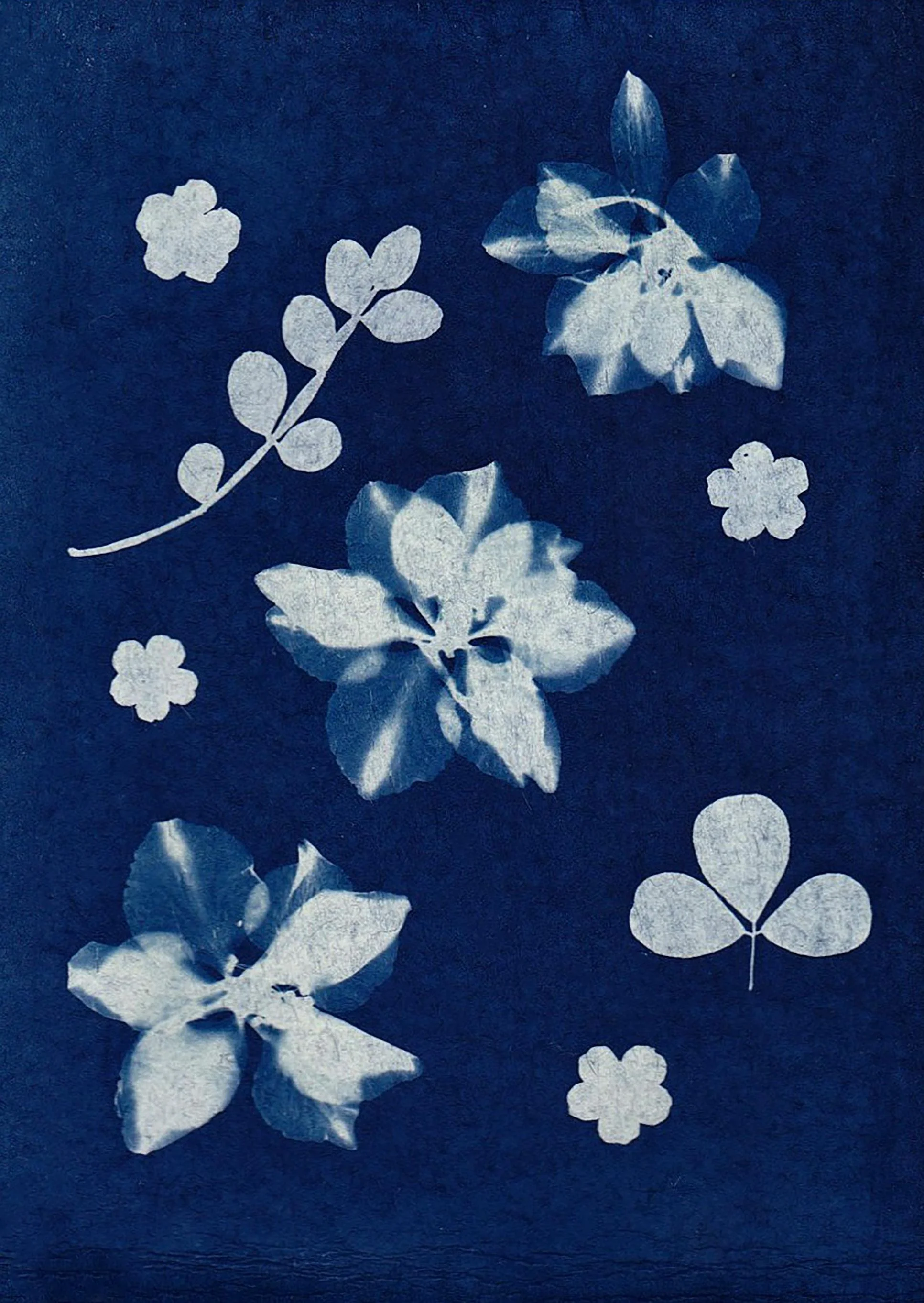 A collection of white floral cutouts and shapes arranged on a dark blue background, including flowers, leaves, and branches.