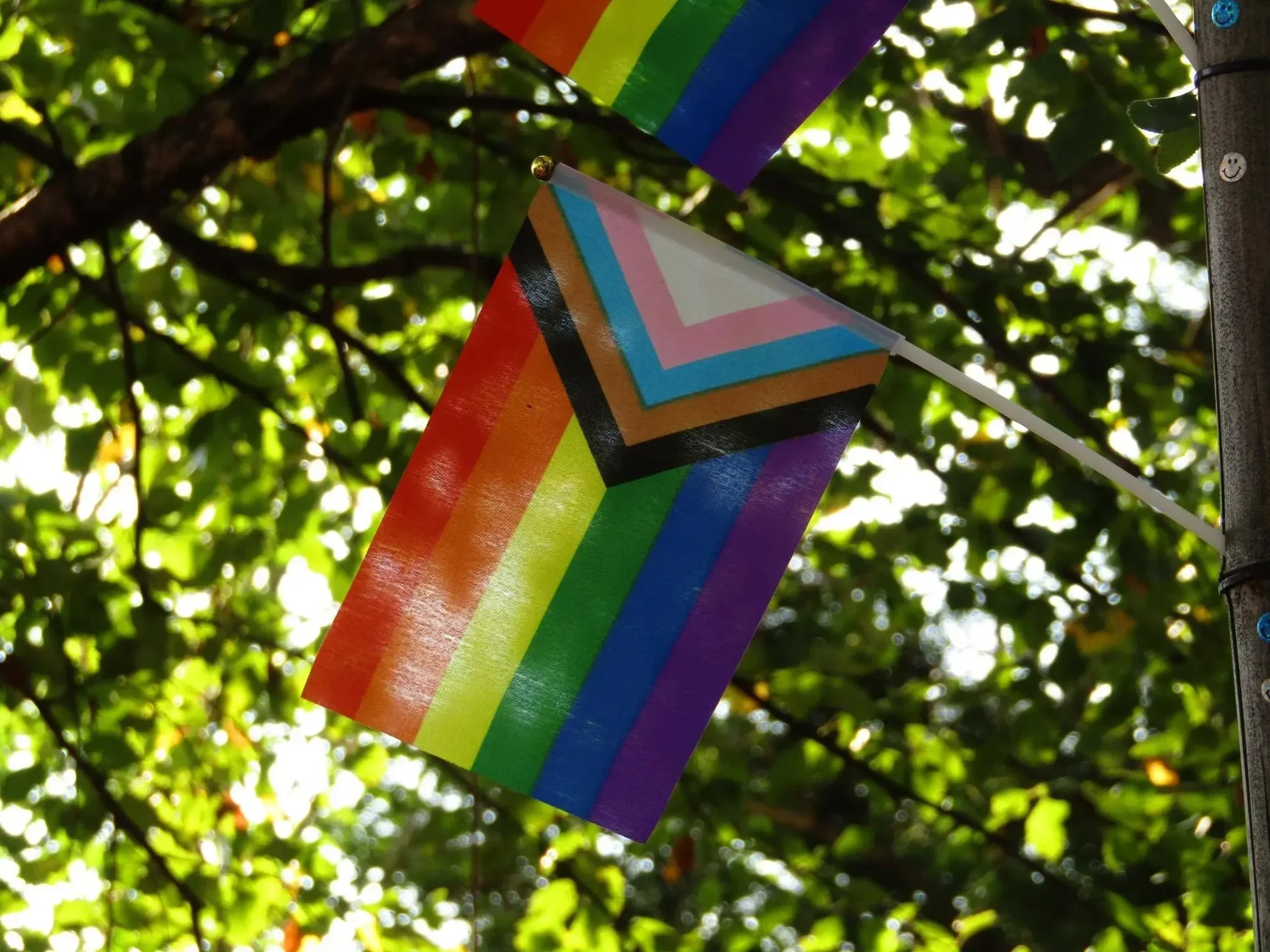 Close-up of rainbow pride flags hanging on a tree, with sunlight filtering through green leaves.