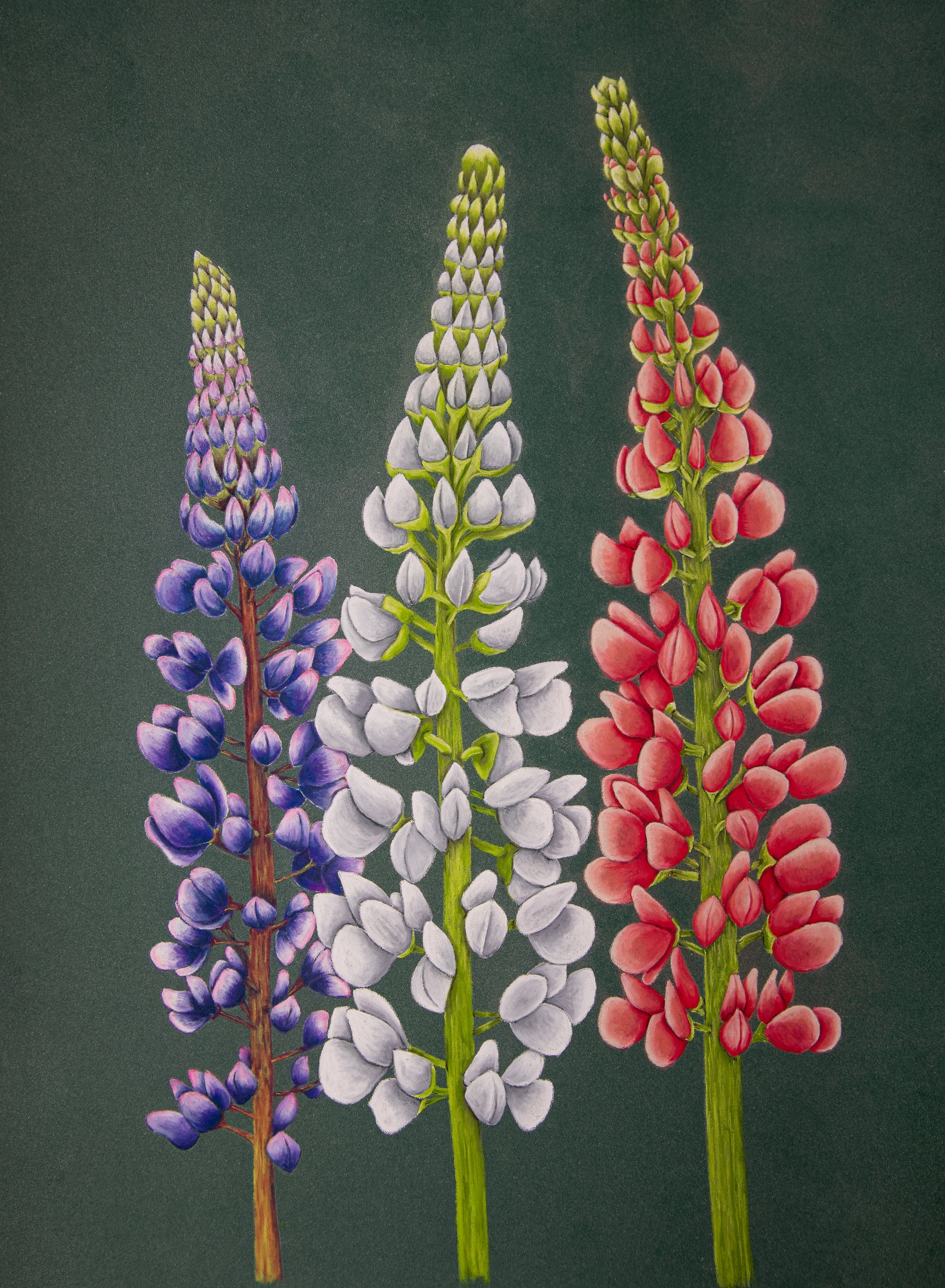 Lupines.JPG