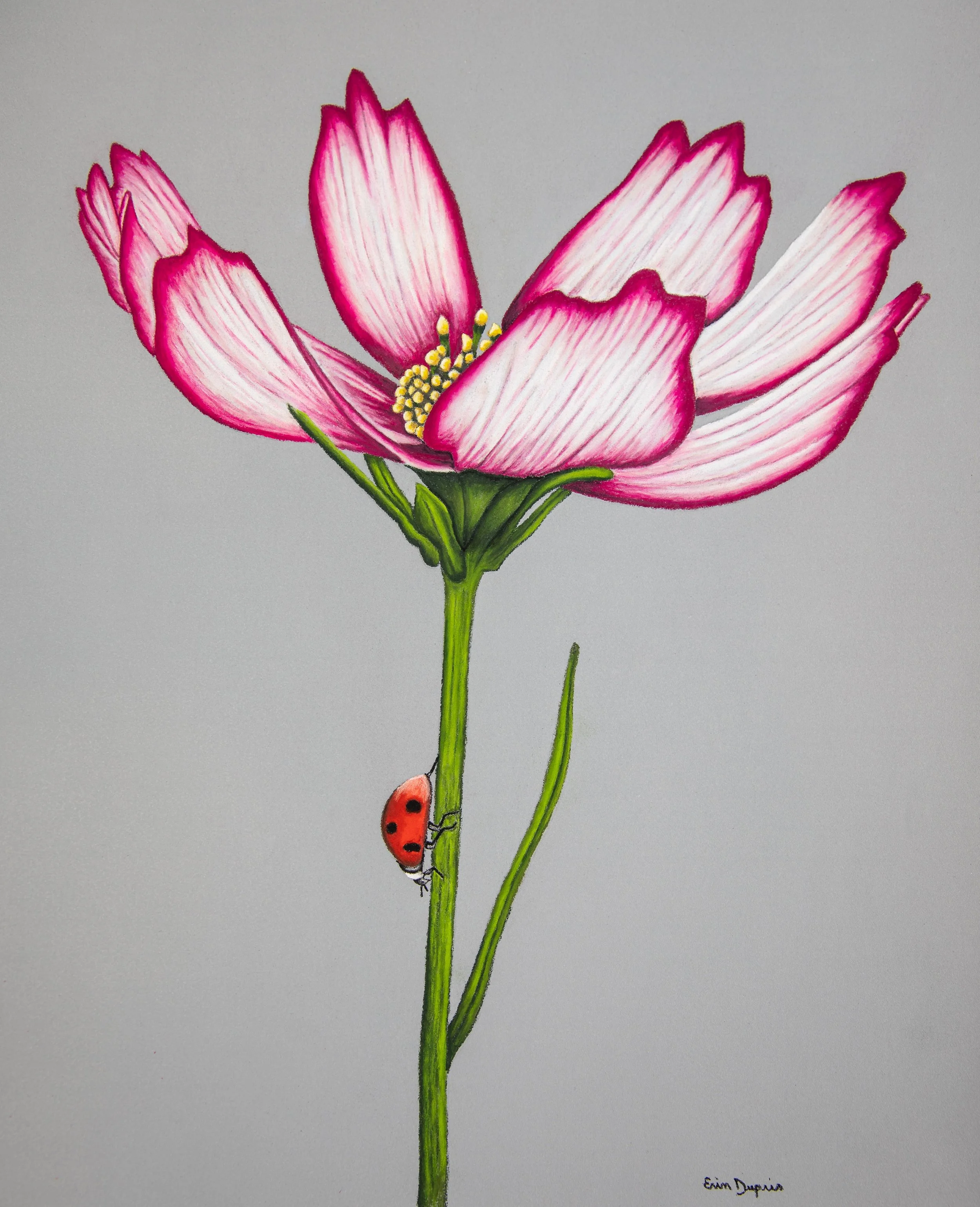 Ladybug.1.JPG