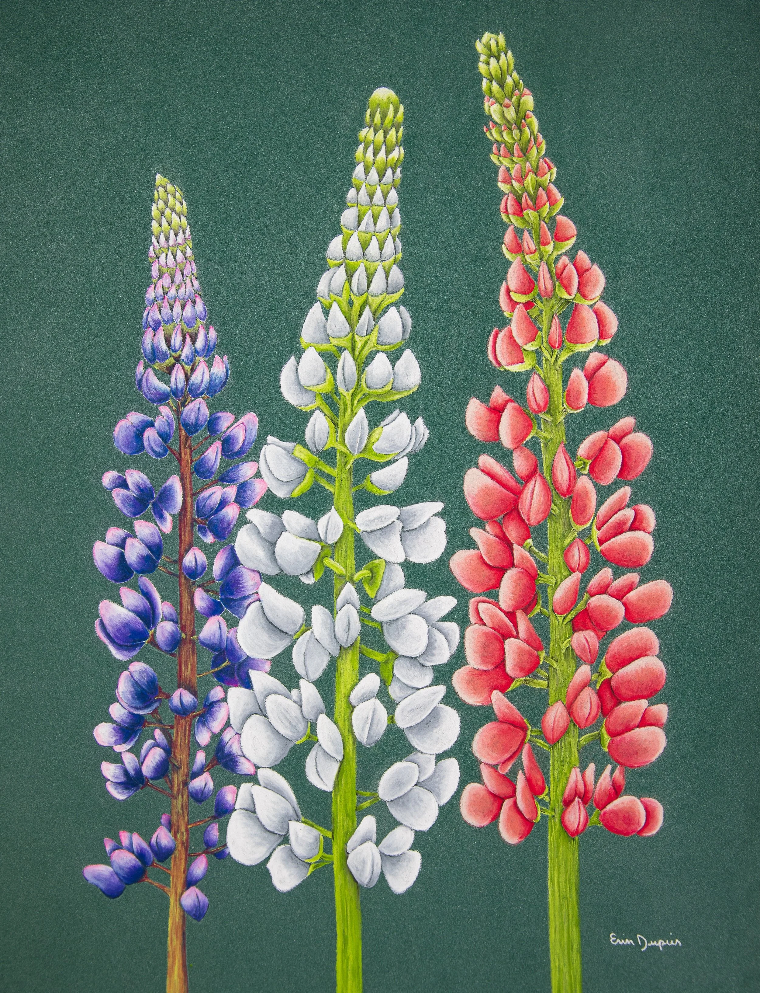 Lupine 2.JPG