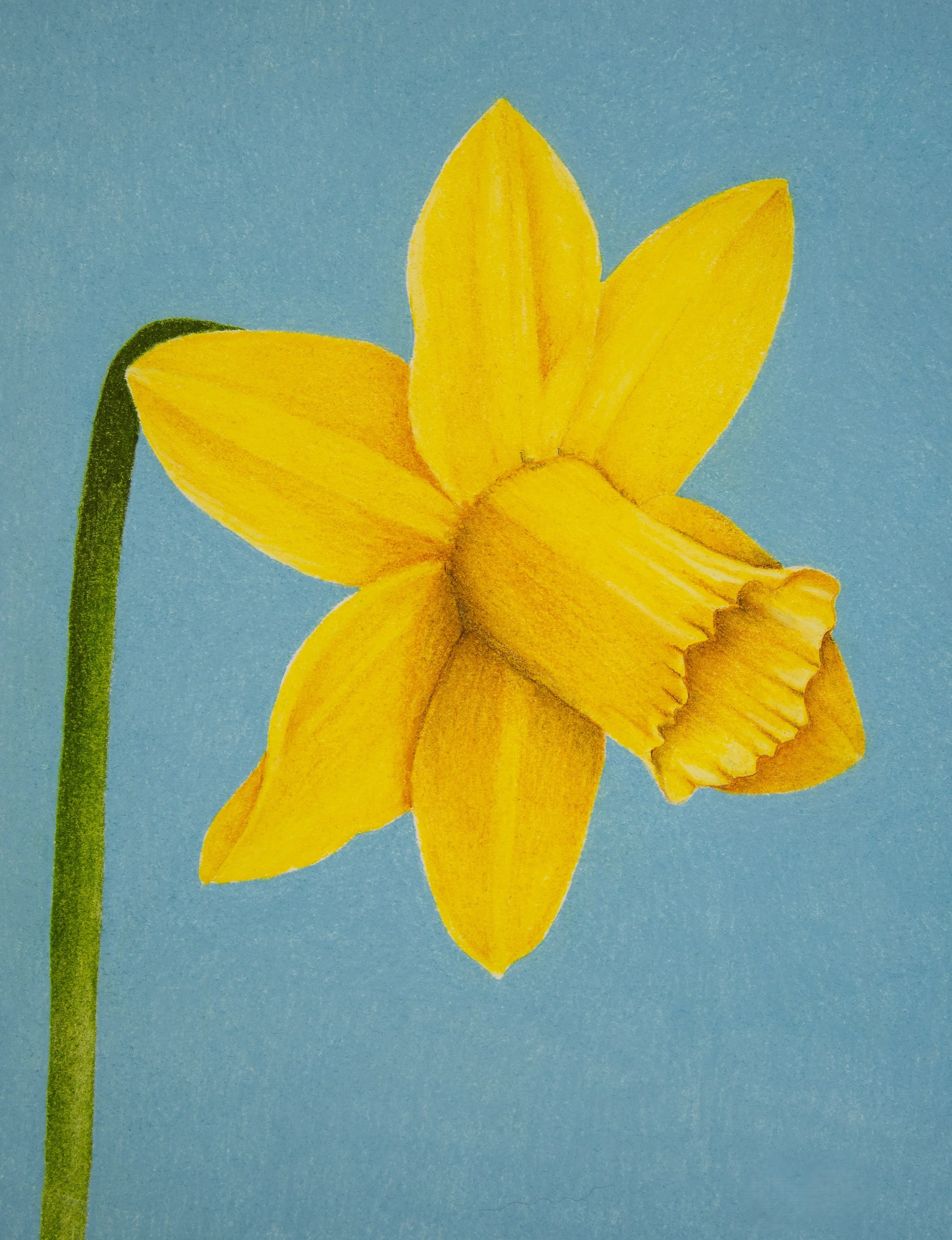 Daffodil .JPG