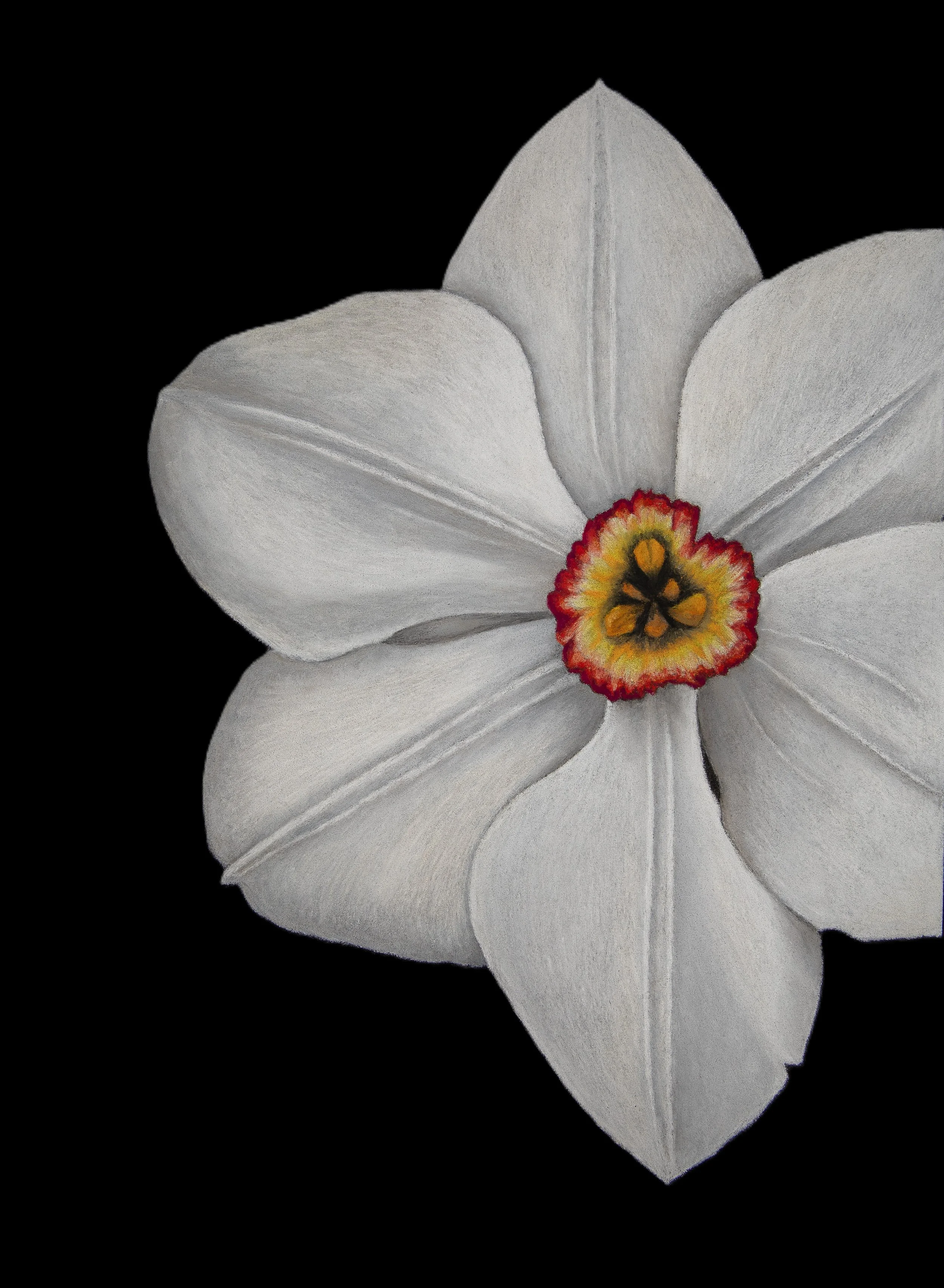 Narcissus No Signature.JPG