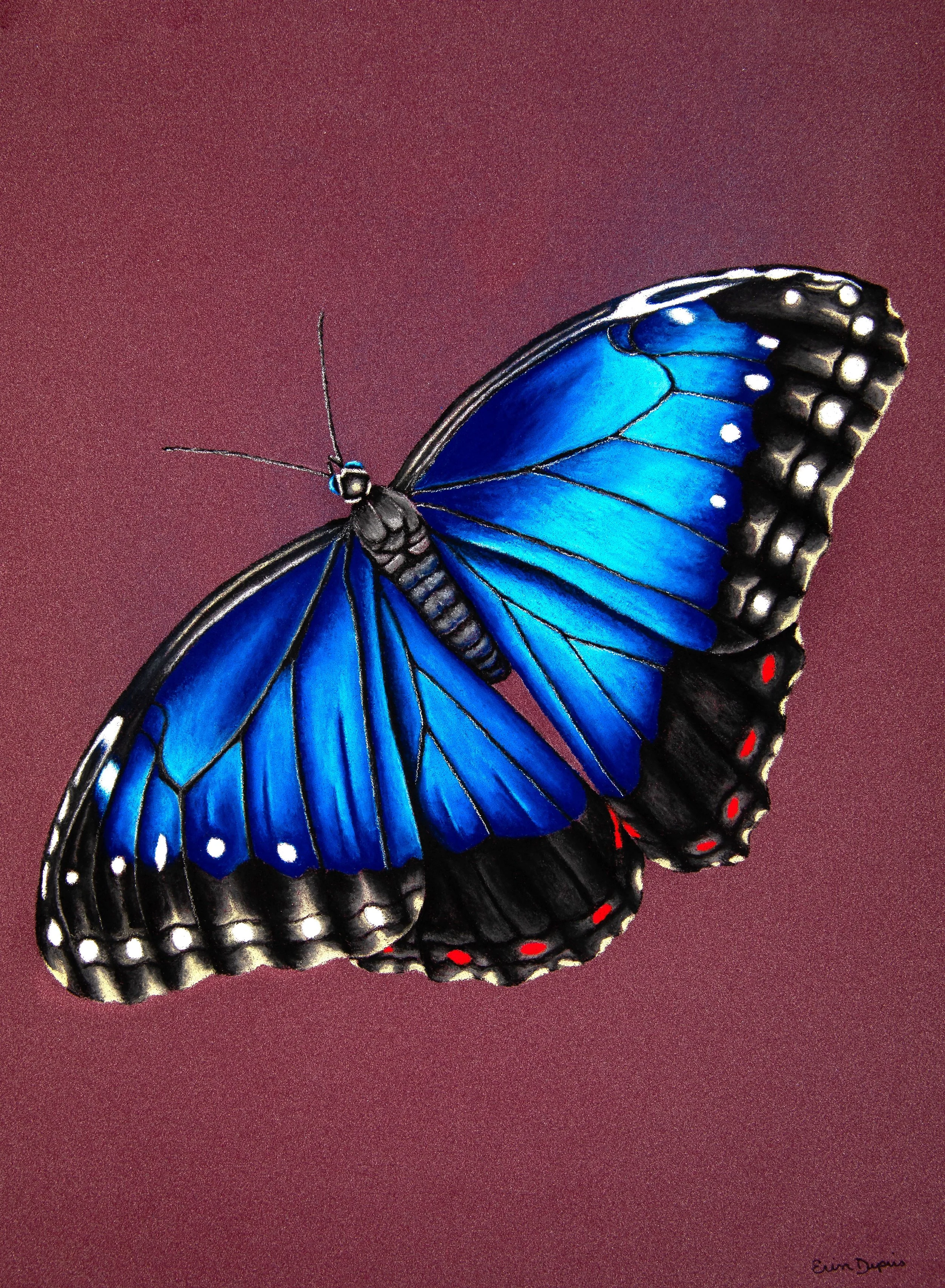 Blue Butterfly.JPG