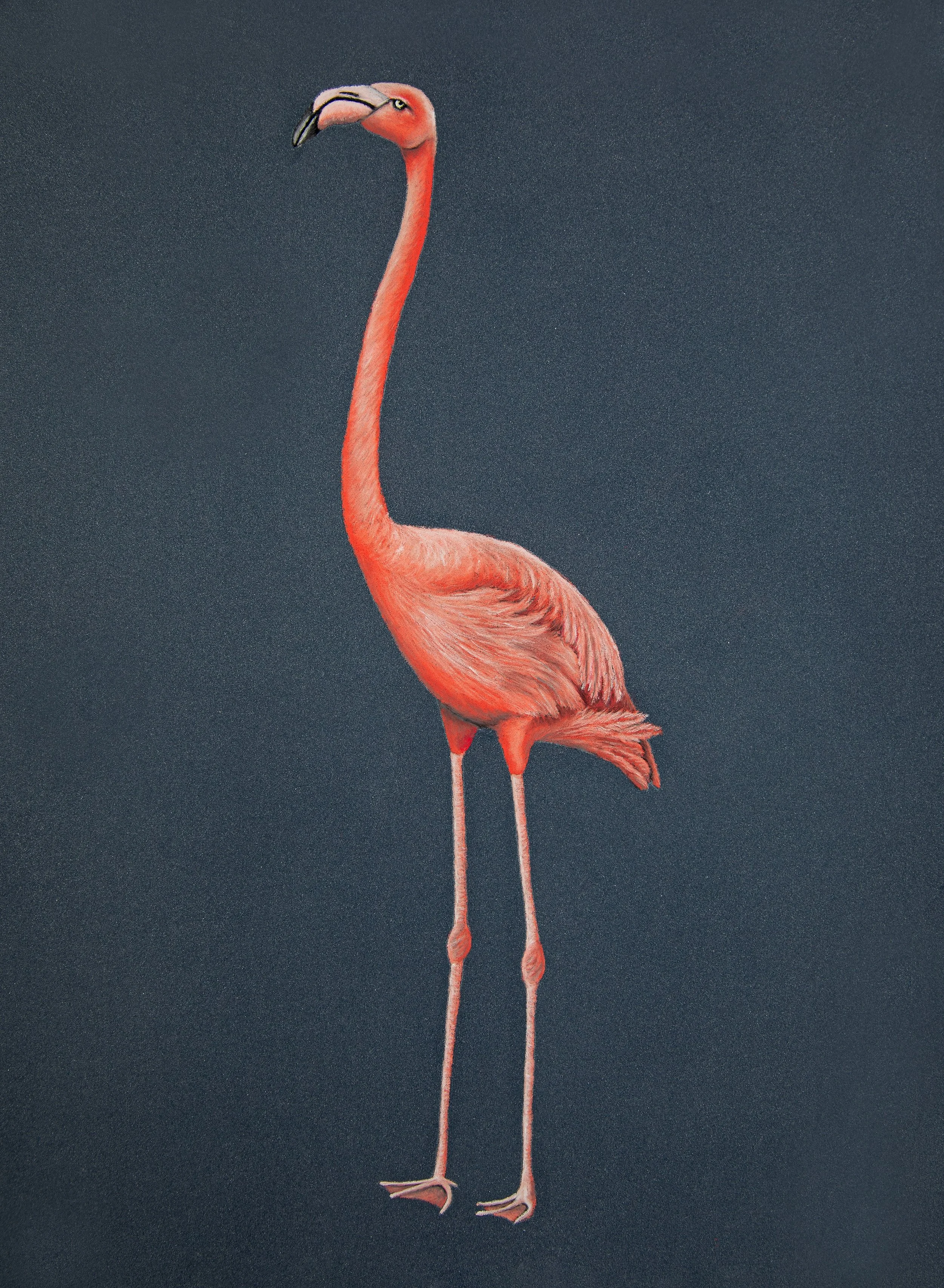 Flamingo 2.jpg