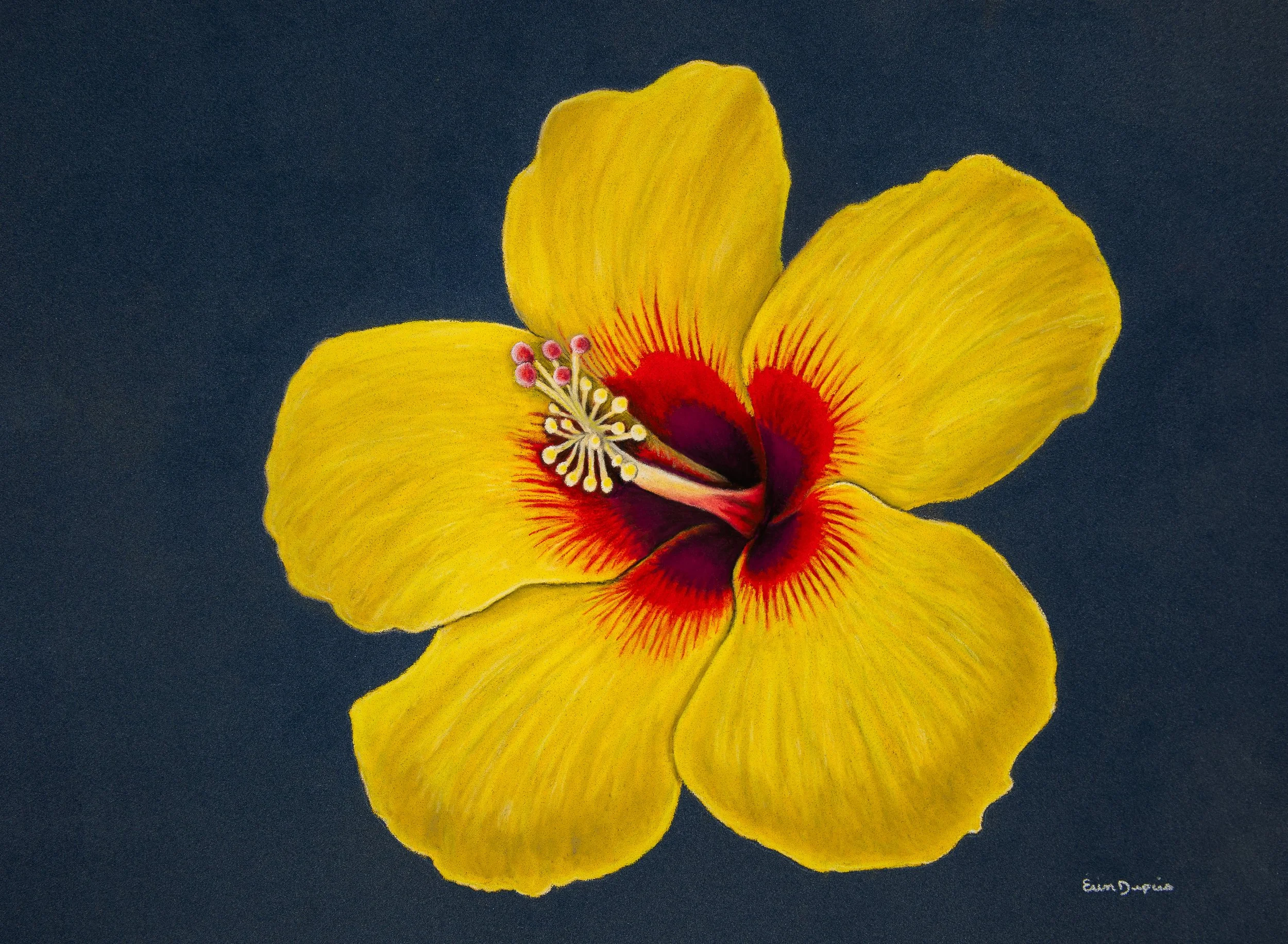 Hibiscus 2.JPG