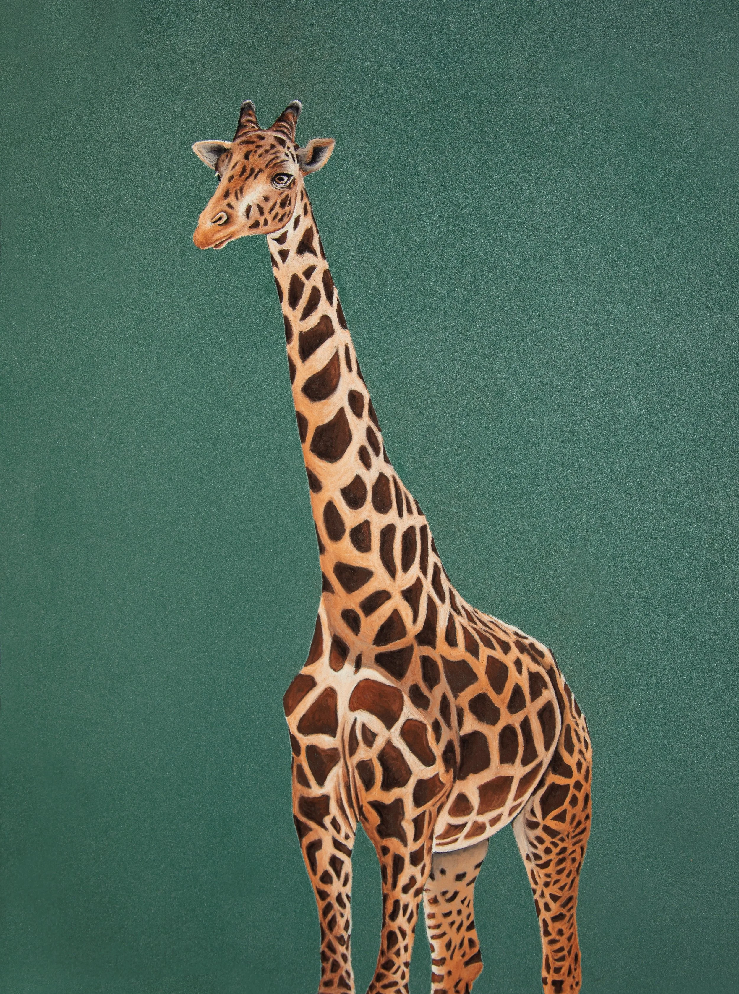 Giraffe.jpg