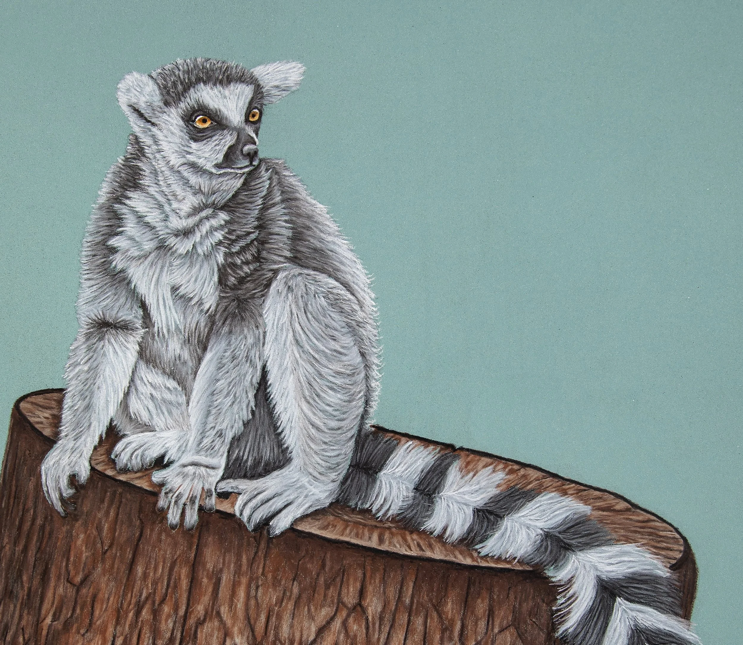Lemur 2.JPG