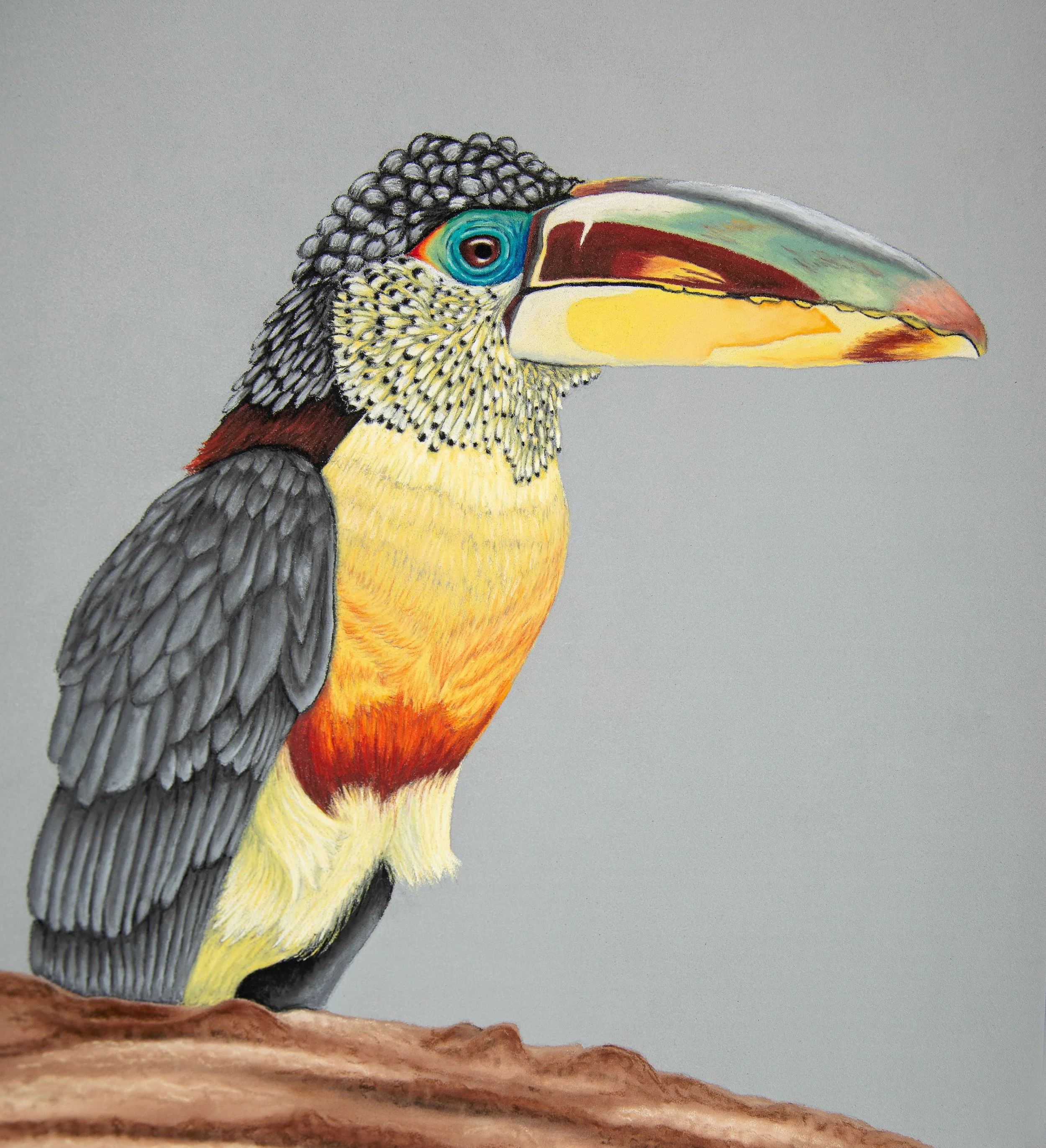 Aracari 2.JPG