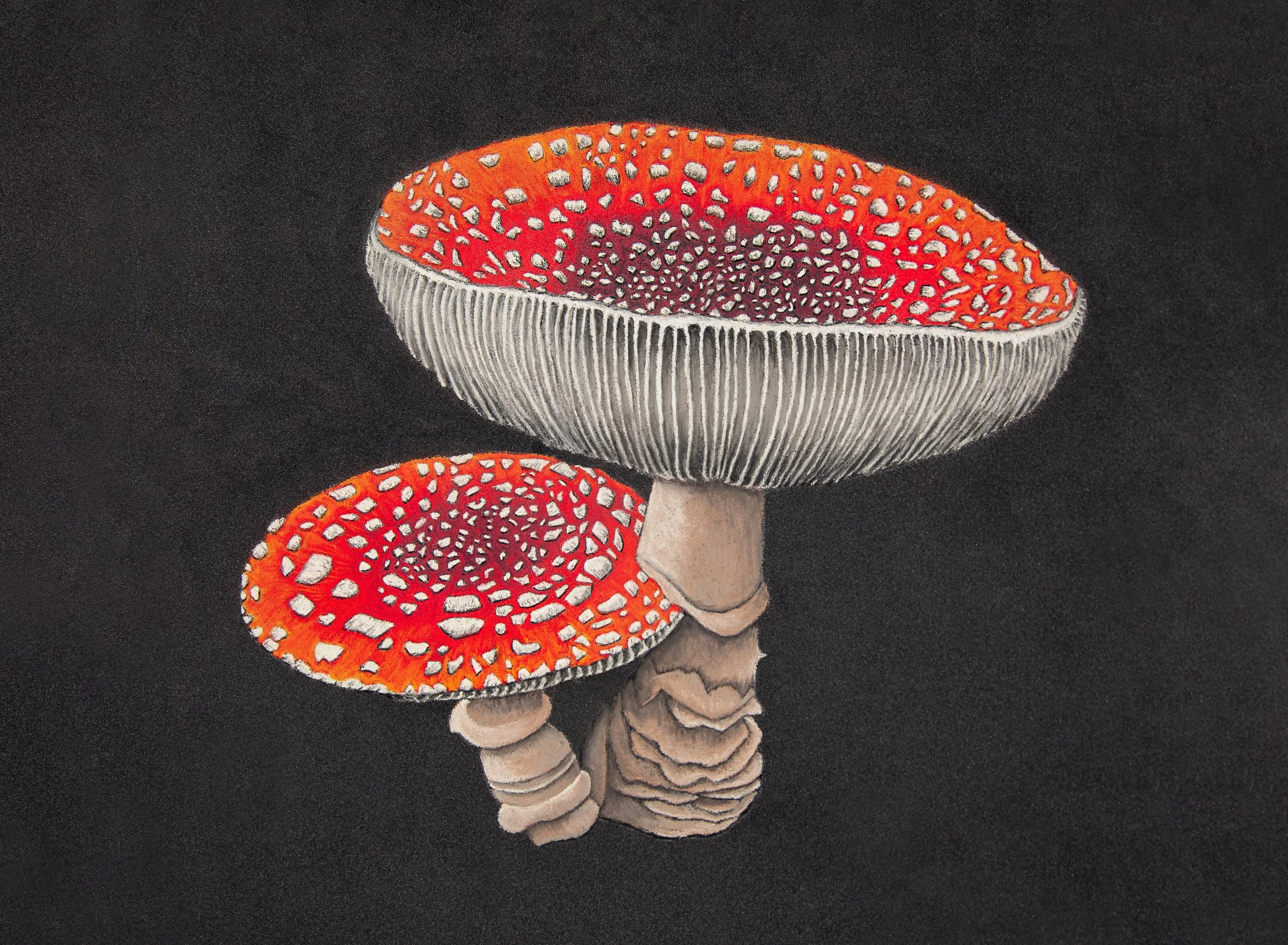 Mushroom High Res.jpg
