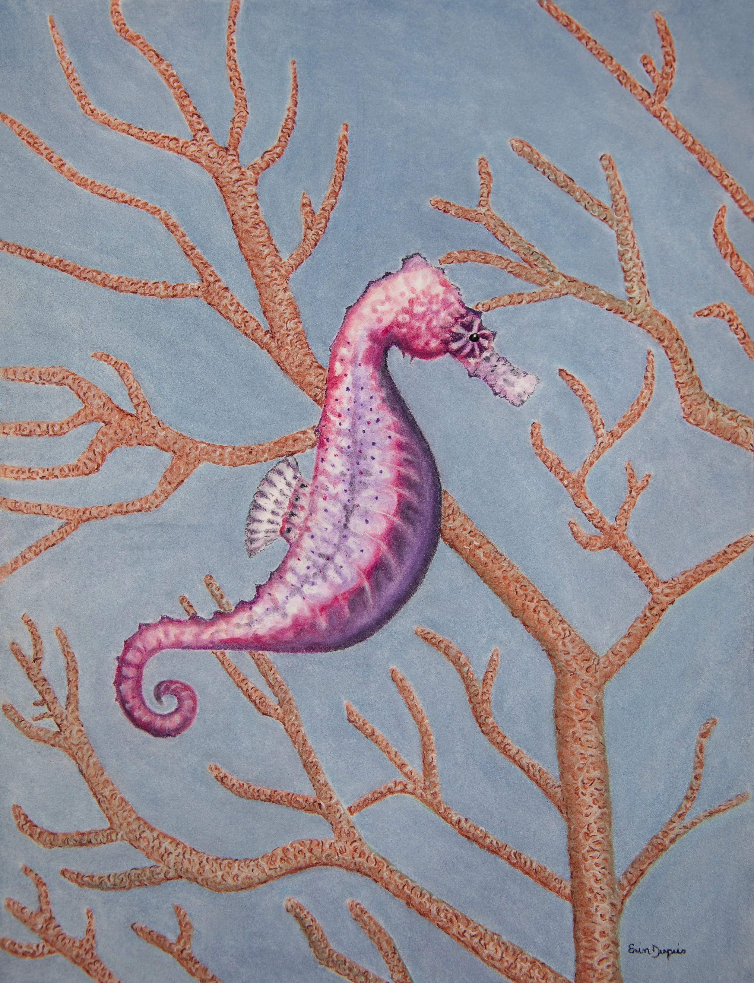 Taylor's Seahorse.JPG