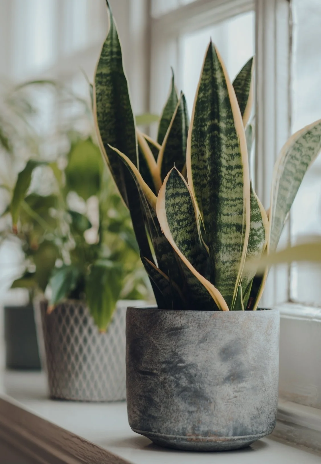 A snake plant with variegated green and yellow leaves is in a textured gray concrete pot, placed on a windowsill with natural light coming through the window.