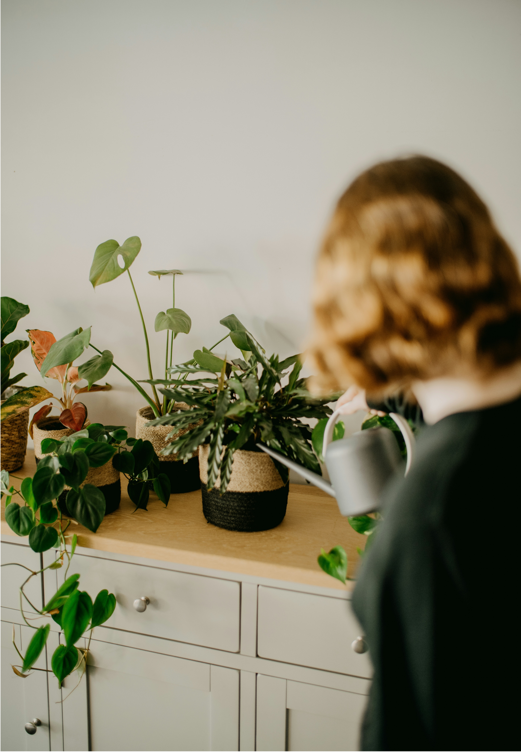 A person watering a collection of potted plants on a wooden countertop. The plants are in various sizes and types, with some hanging down and others upright, in black and beige pots. The background is a plain, light-colored wall, and the person is partially visible, holding a watering can.