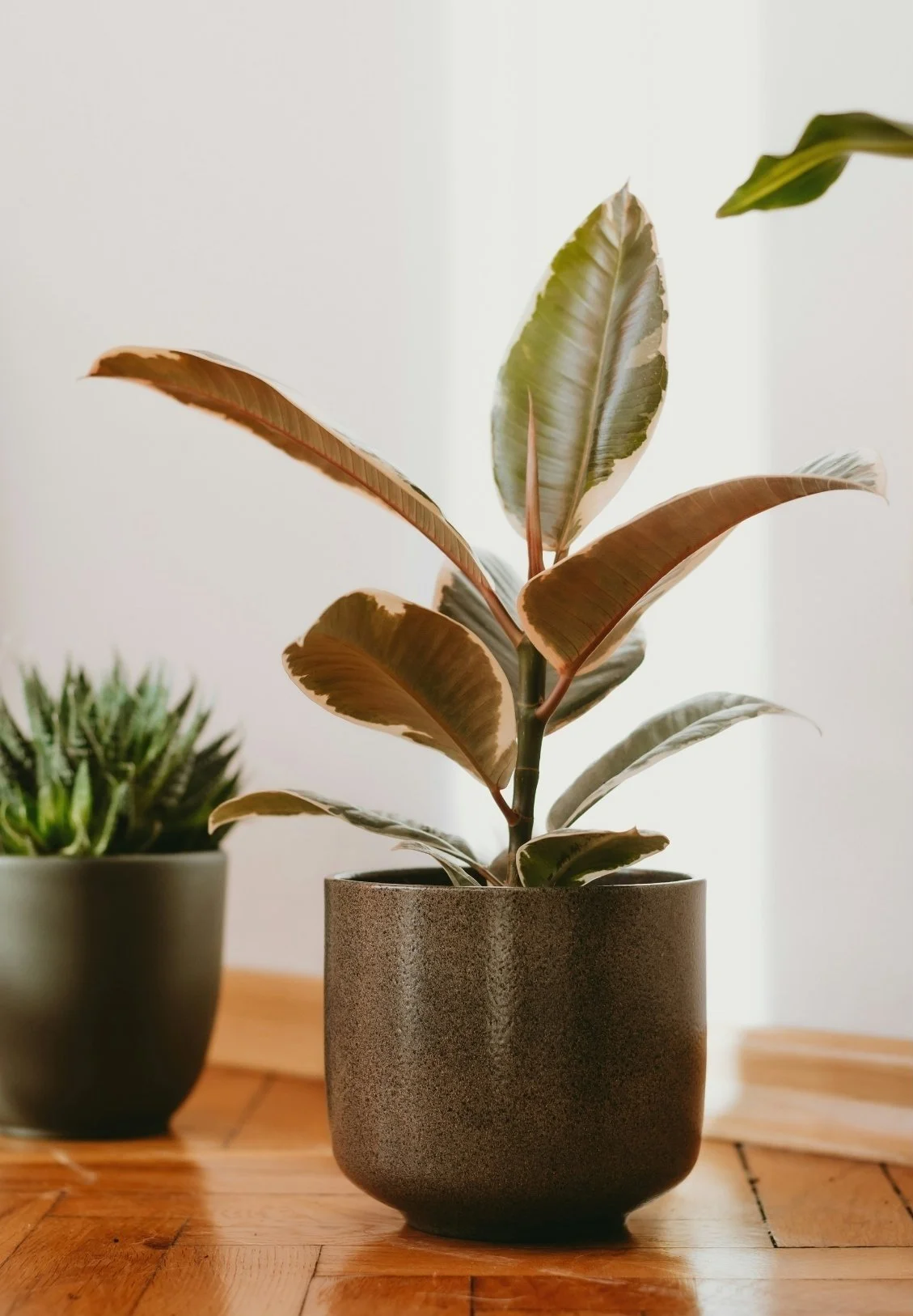 A potted plant with variegated leaves on a wooden surface, with a second plant in the background and a white wall behind.